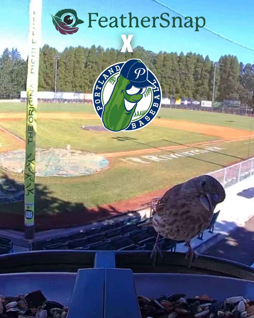 PORTLAND PICKLES AND FEATHERSNAP PARTNER TO TURN BASEBALL'S MOST INFAMOUS BIRD DISASTER INTO A CELEBRATION OF NATURE