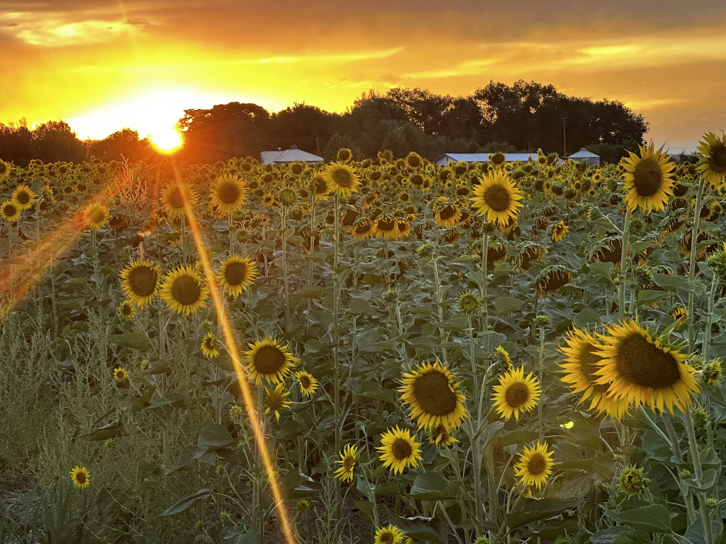 Sunflowers in a field at sunset with a vibrant orange sky.
