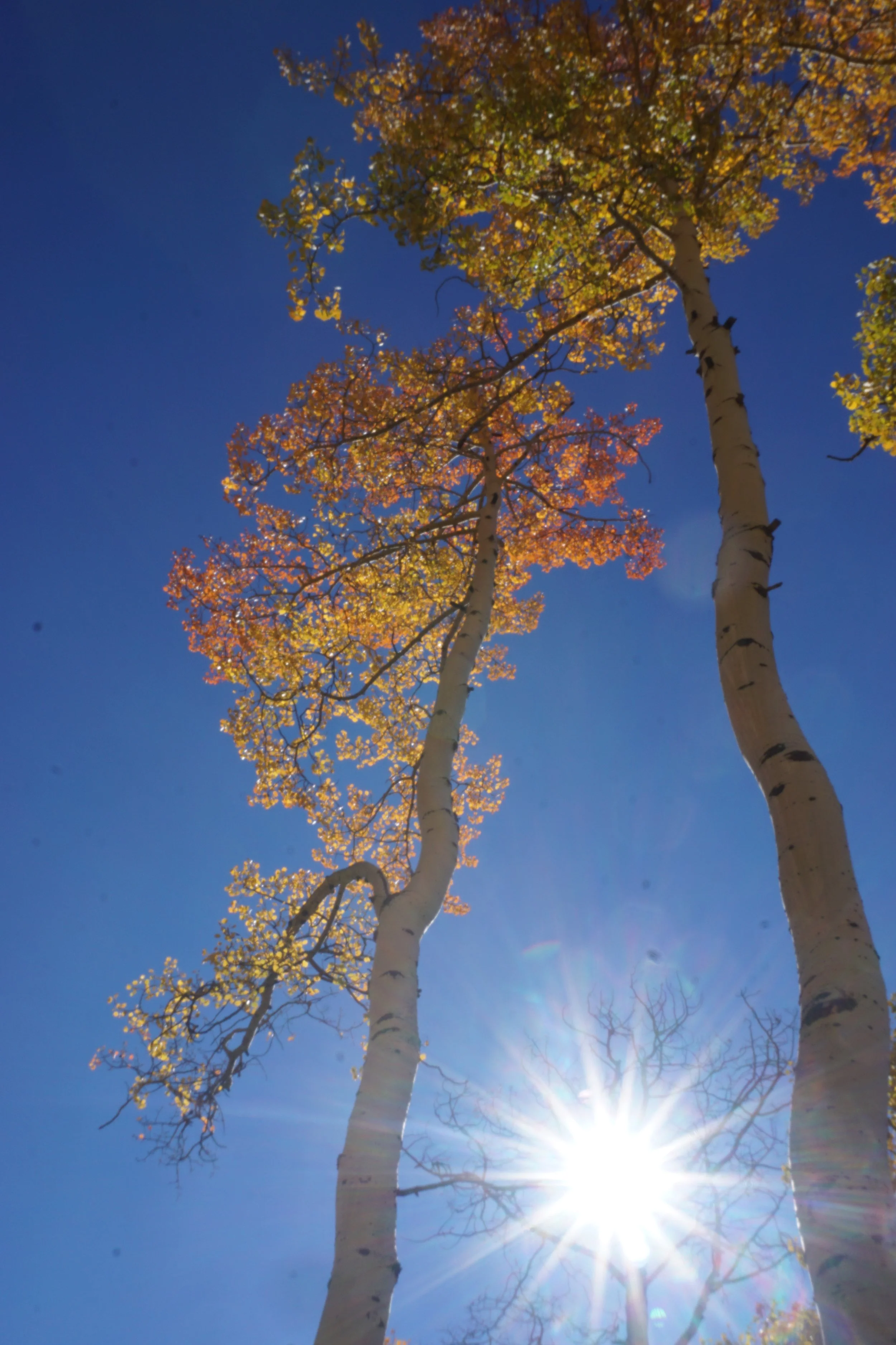 Tall trees with autumn leaves against a bright blue sky and sunburst effect.