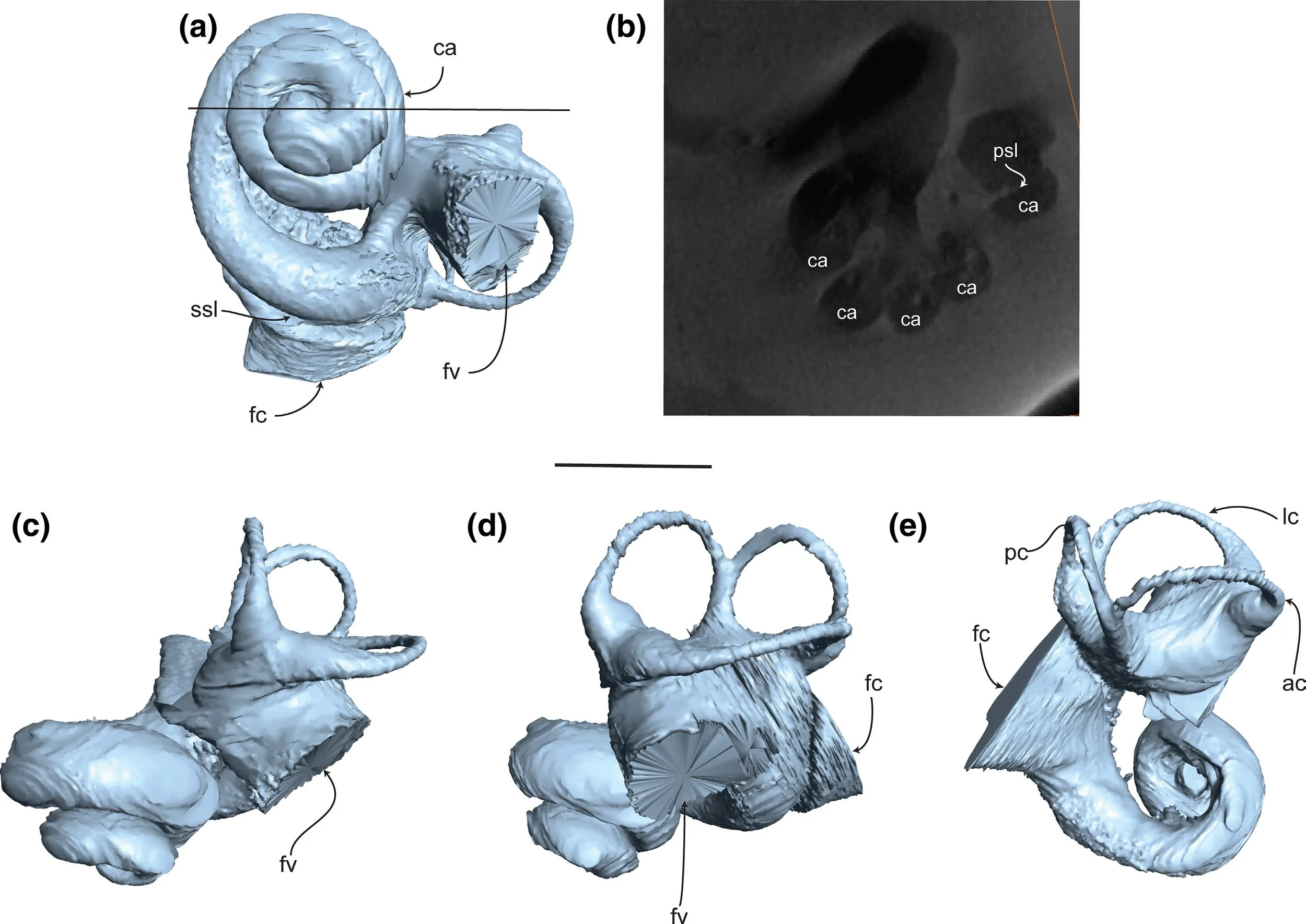 Publications — travisparkpalaeo