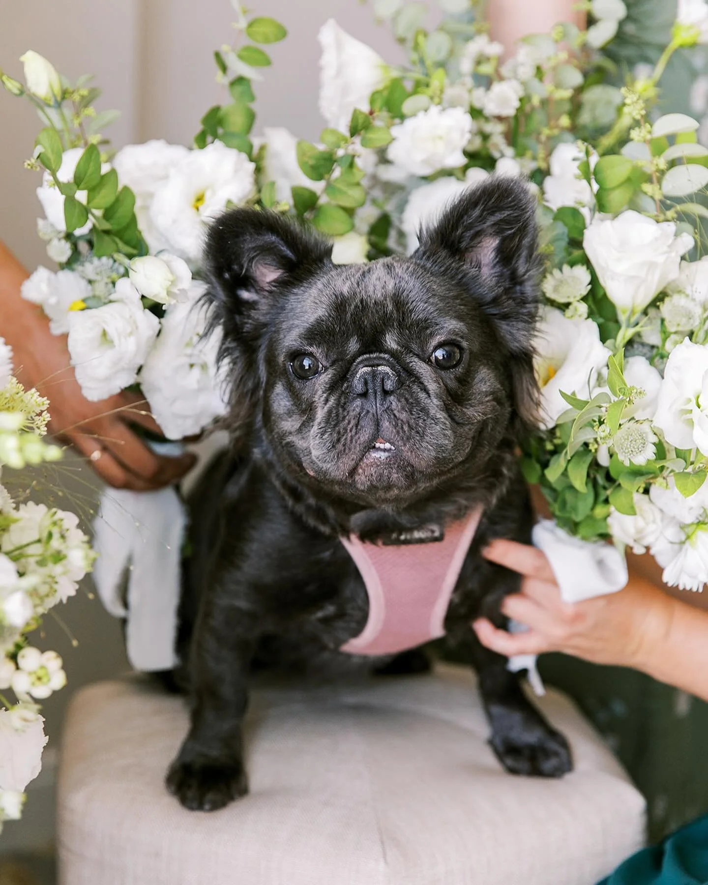 Meet Pepper! The best little ring bearess you could ask for! 

Venue: @paseahotel 
Planning: @ilanarubinevents 
Photographer: @jenfujphotography 
Floral: @wild_and_behold_florals 
Dj: @soundwavepros @chrisberry_soundwave 
Cake: @couturecakery 

#ilan