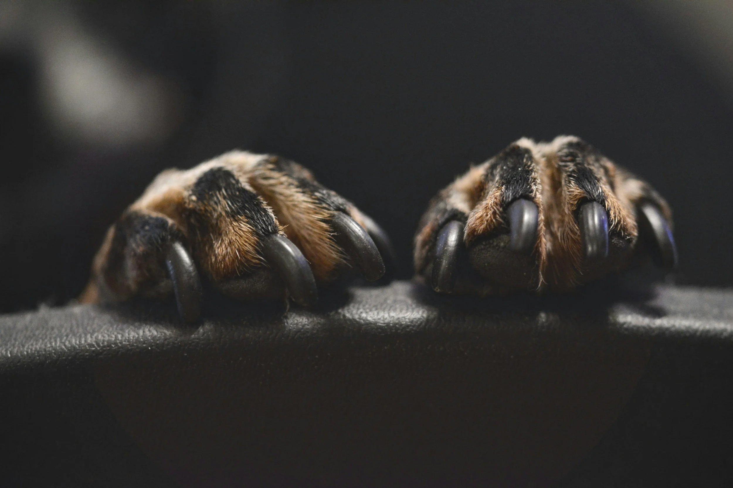 Dog Nails