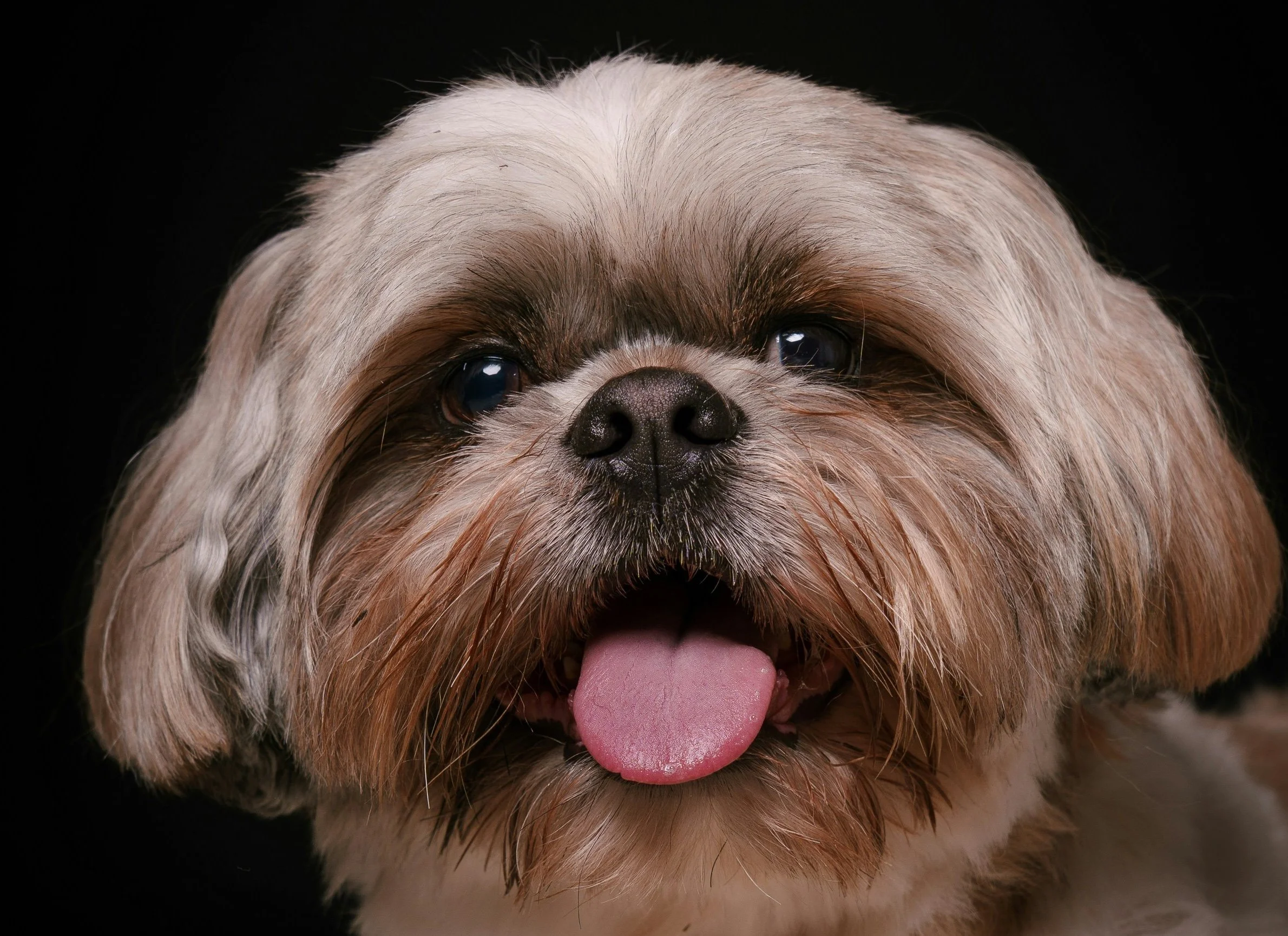 What First-Time Dog Owners Need To Know About Grooming