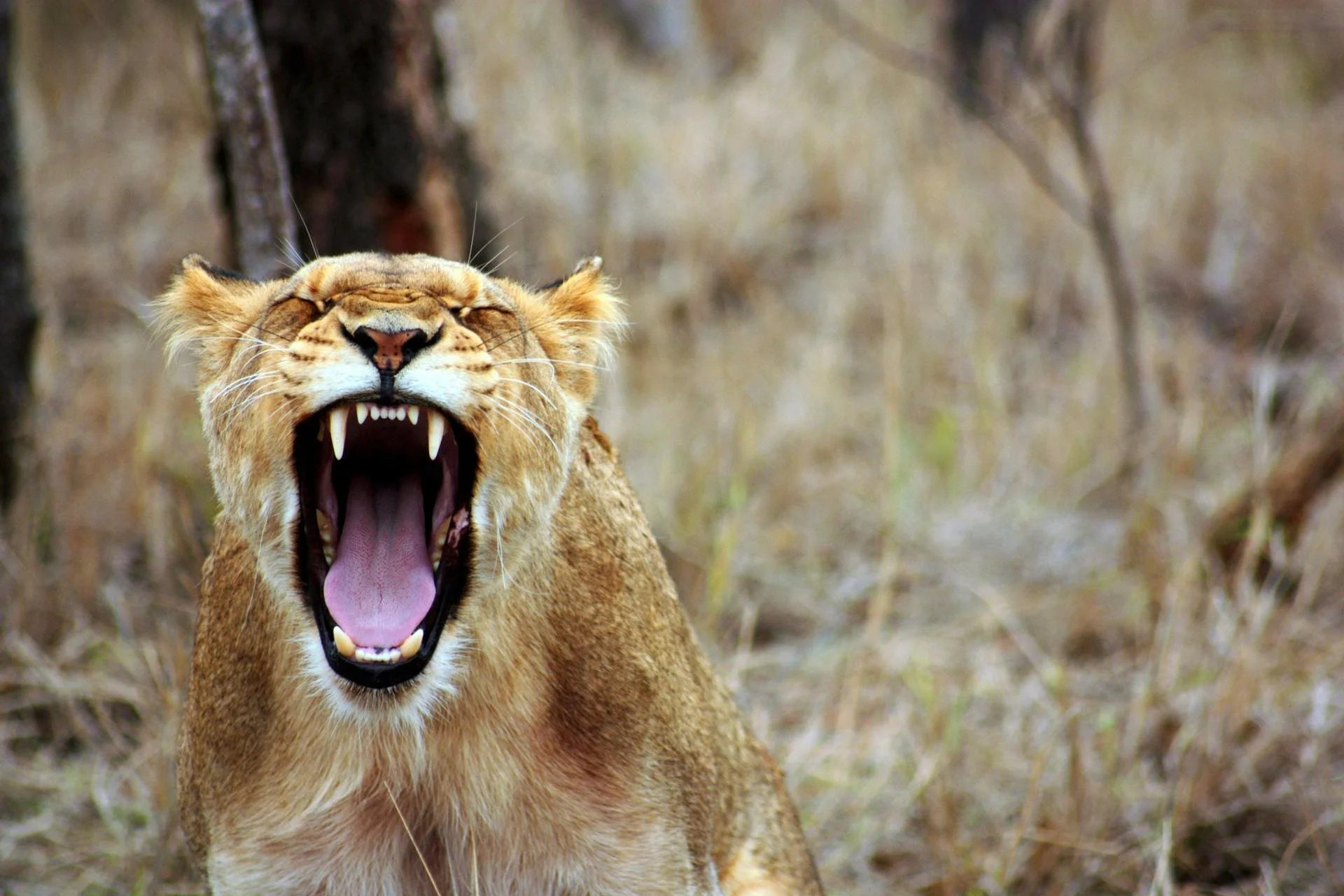 The Lioness Share