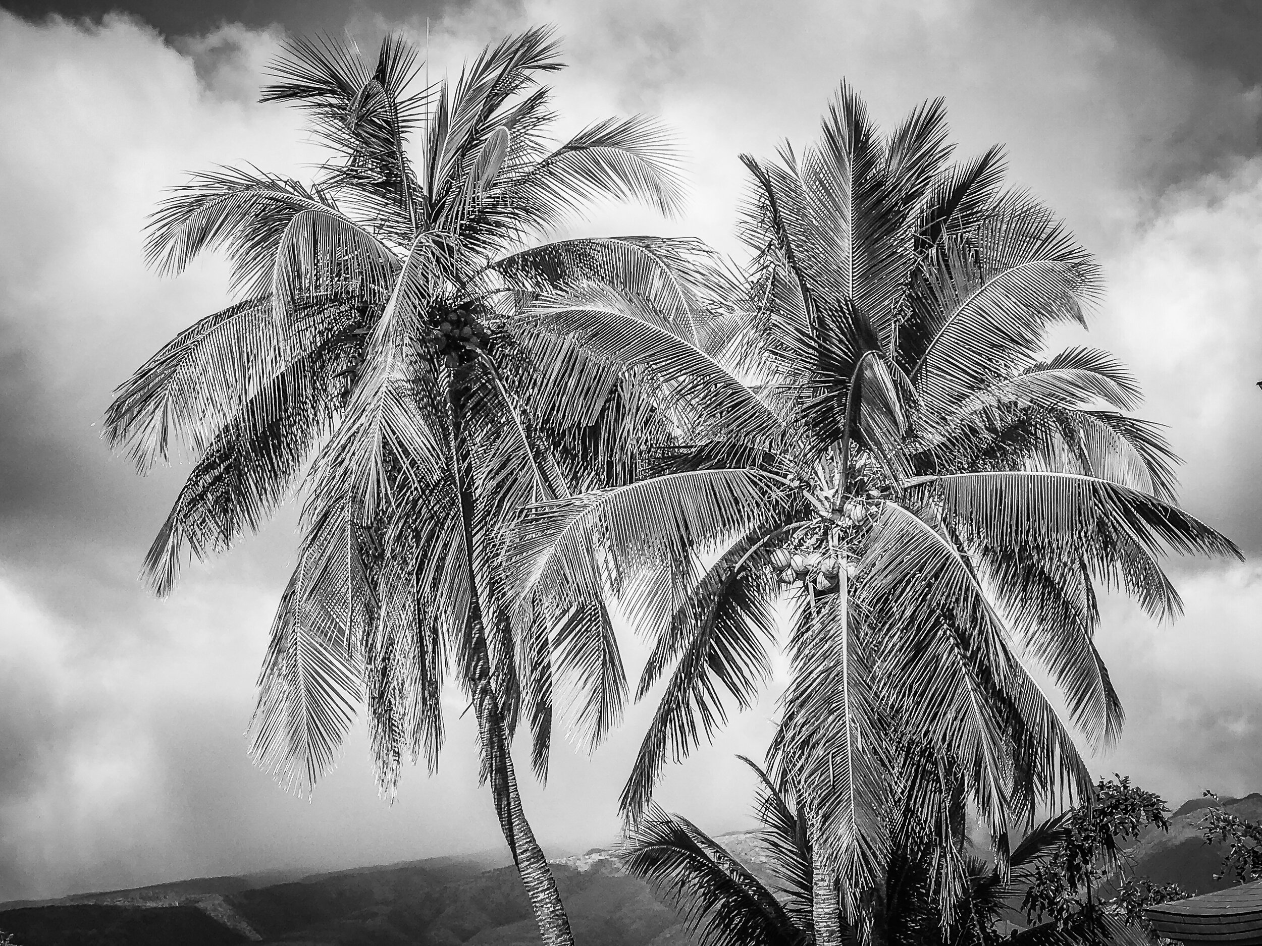 Black and white photo of tall palm trees with cloudy sky in the background.