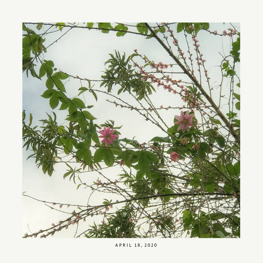 Tree branches with pink flowers and green leaves against a pale sky, dated April 18, 2020.