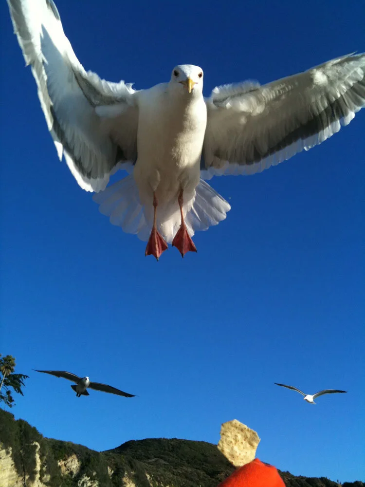 A large seagull flying directly above with its wings spread open, two smaller seagulls flying in the background, and a mountain landscape with clear blue sky.