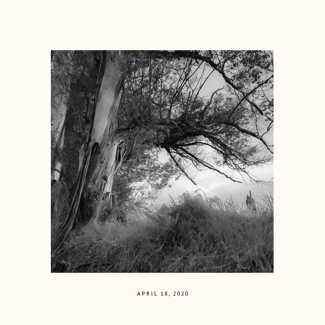 Black and white photograph of a large tree with twisting branches, tall grasses in the foreground, and cloudy sky in the background. The date April 18, 2020, is printed below the image.