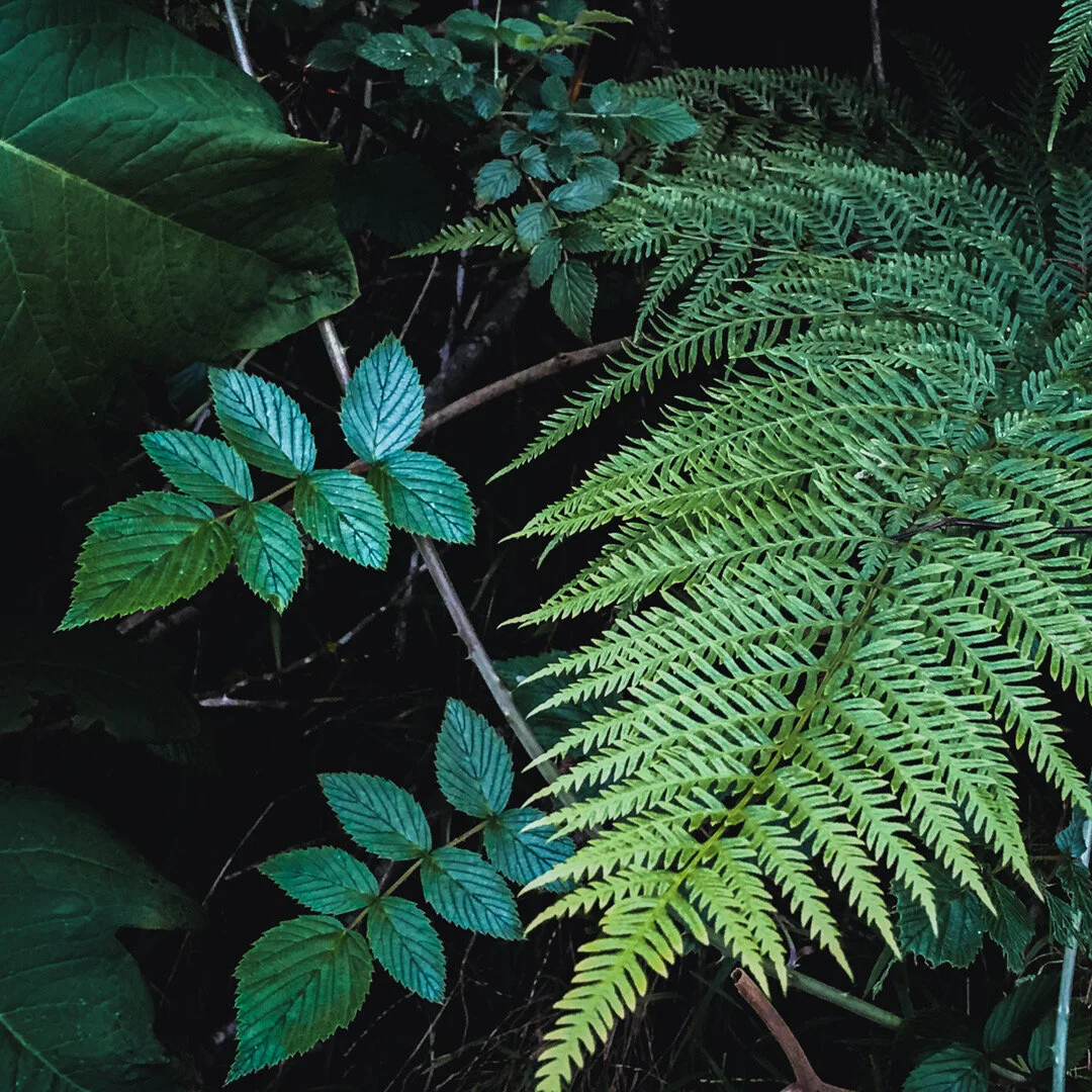 Close-up image of various green leaves from different plant species, including fern fronds and broad leaves, set against a dark background.