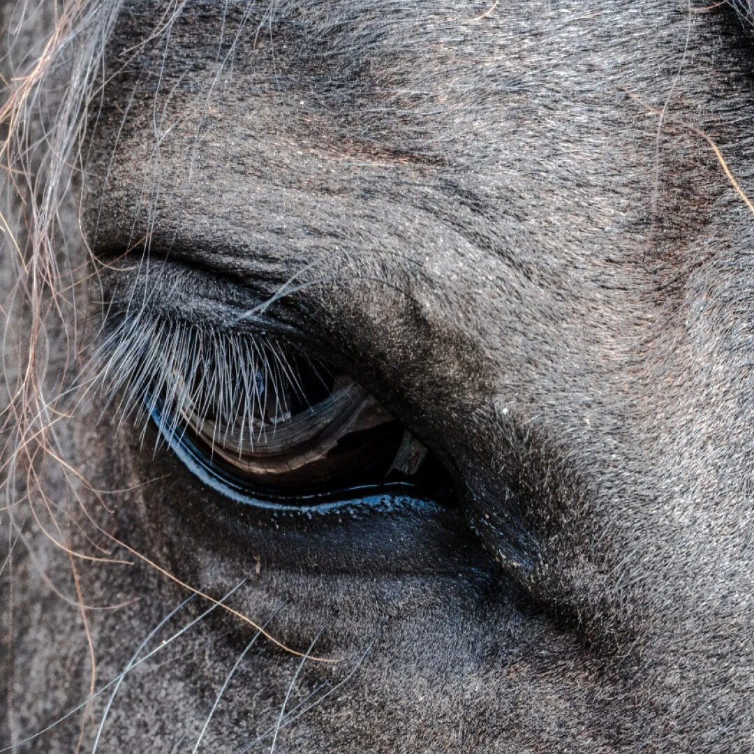 Close-up of a horse's eye with long eyelashes and detailed facial fur.