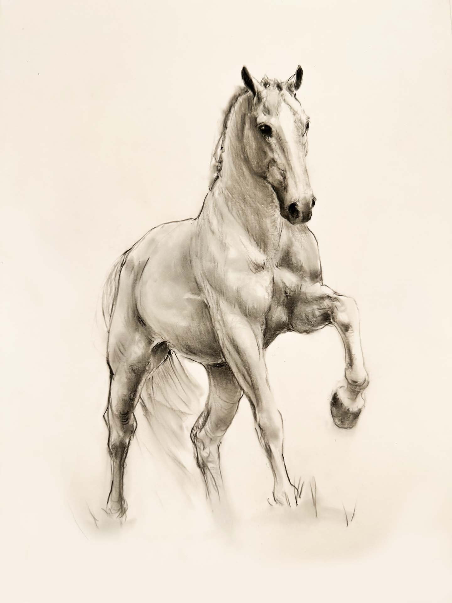 A Morning with Bucephalus