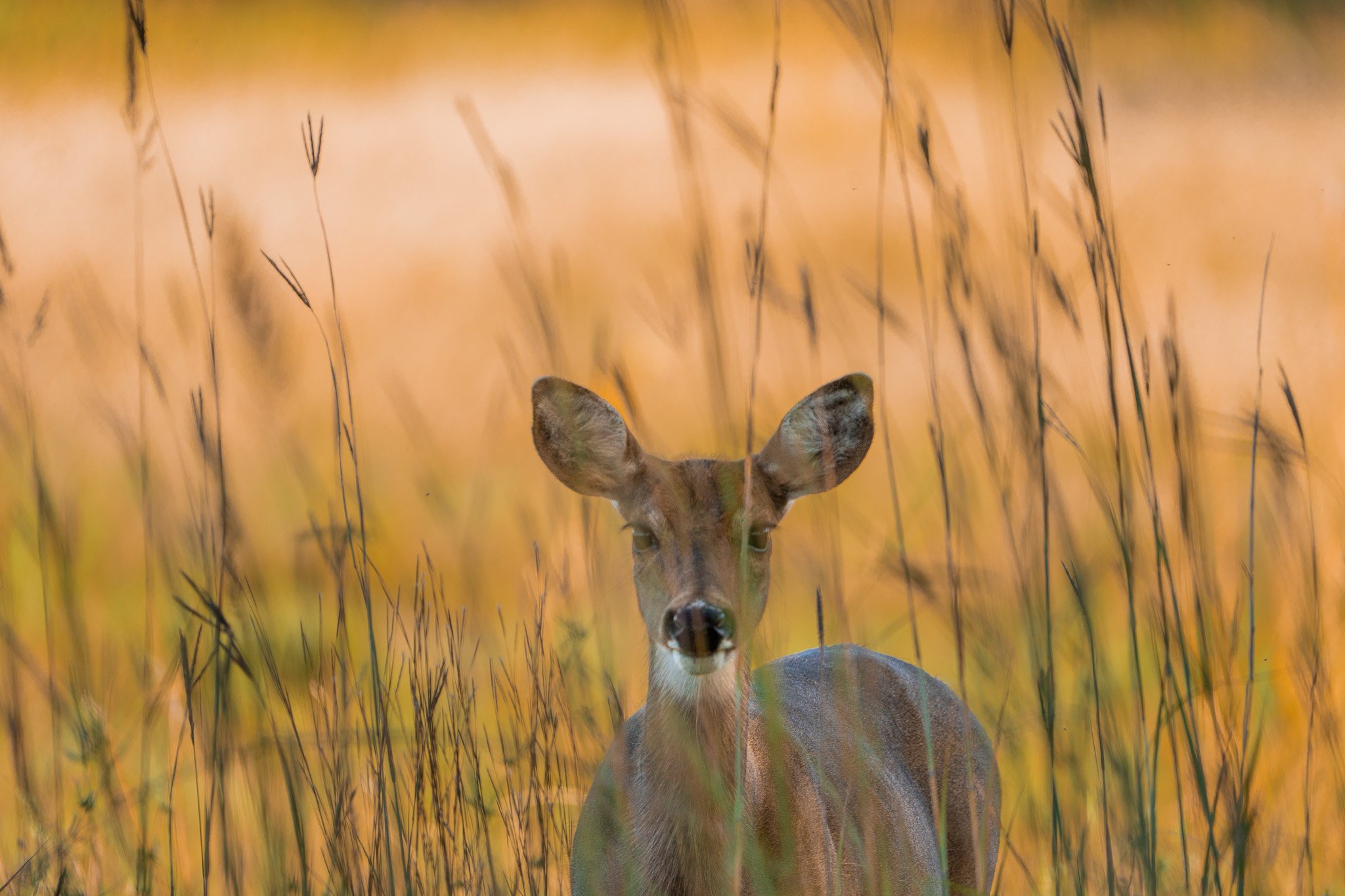 Des Moines Wedding Photographer