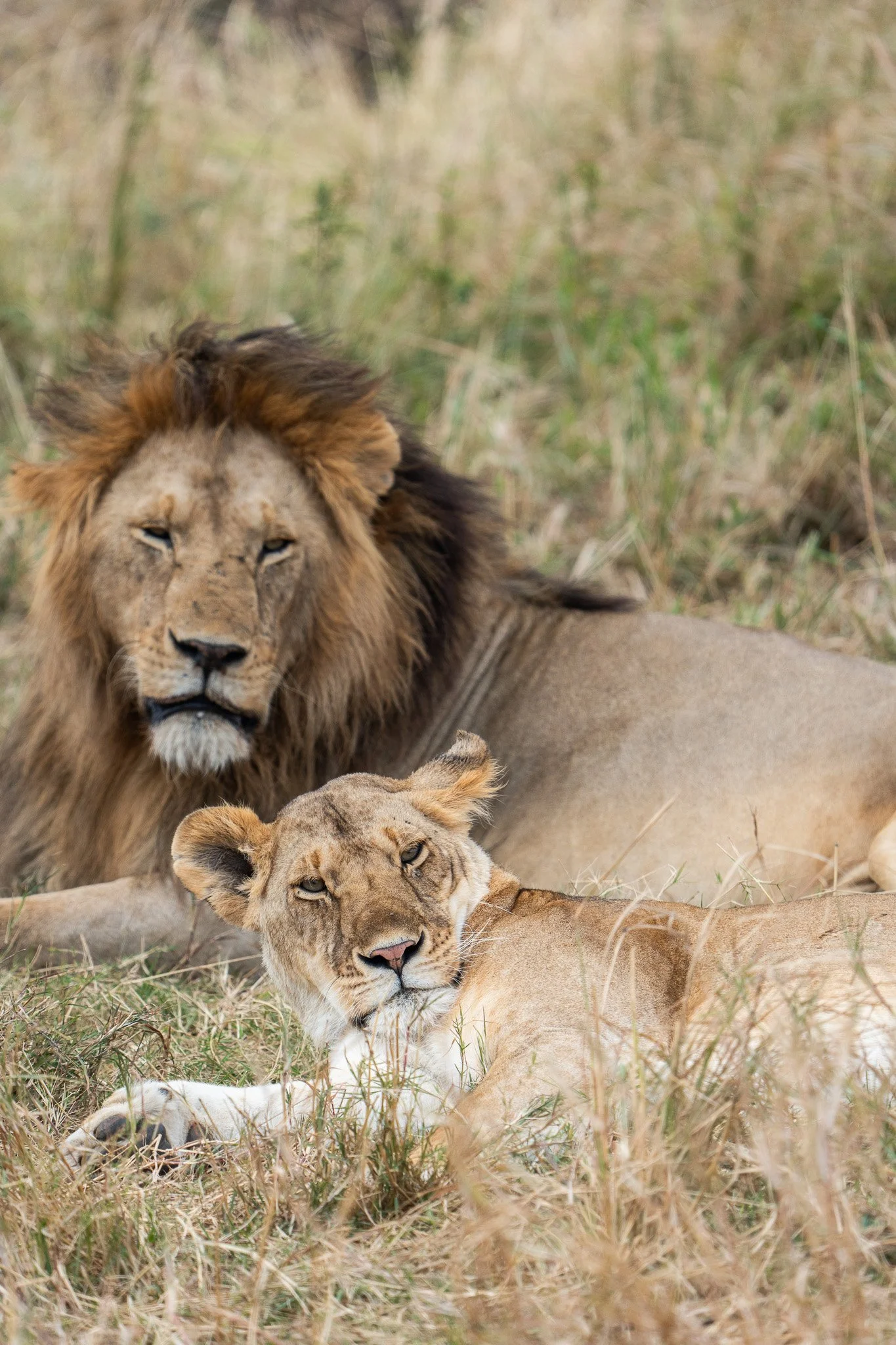 Gloria Montiel Des Moines Wedding Photographer