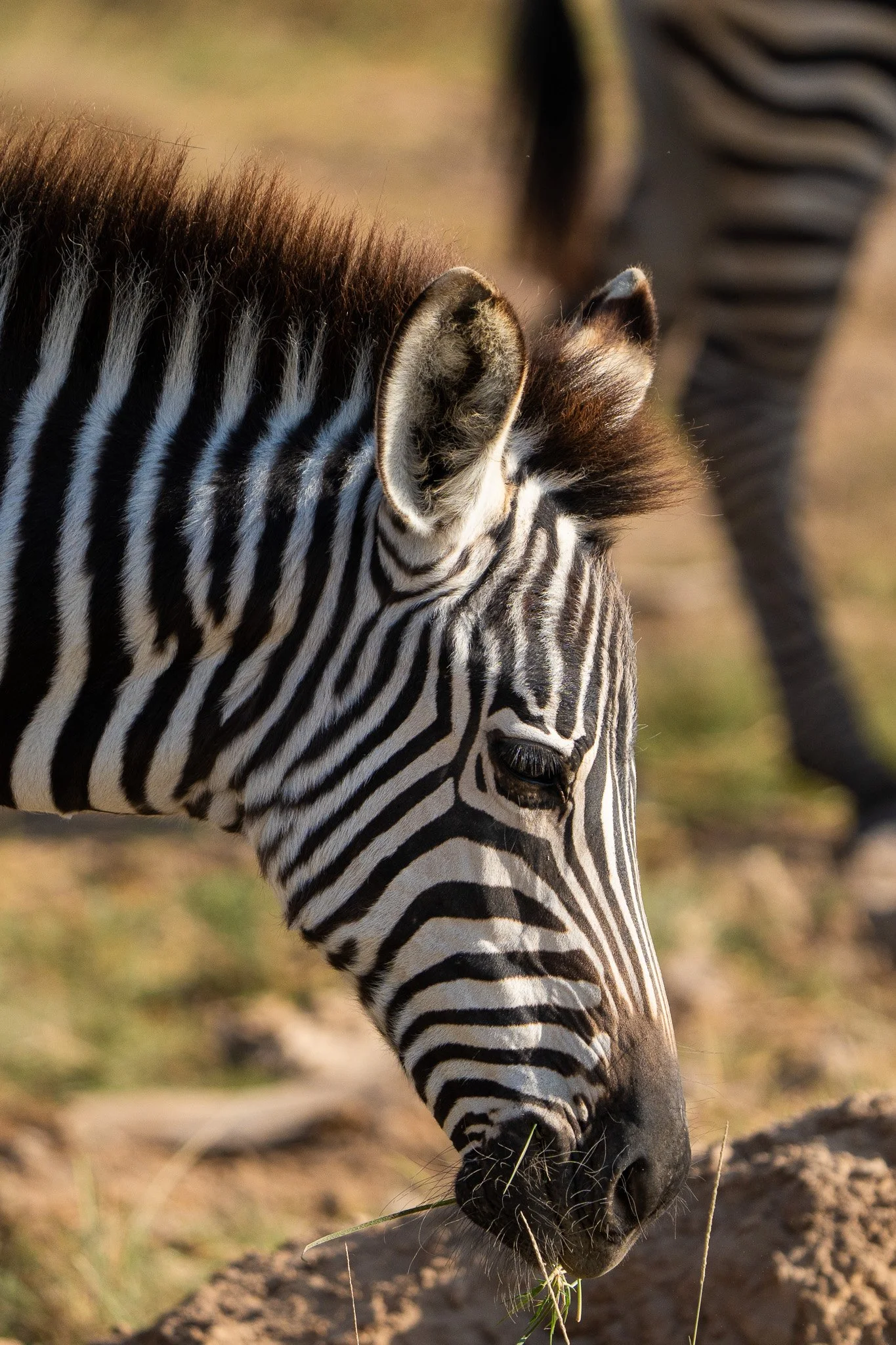 Gloria Montiel Des Moines Wedding Photographer