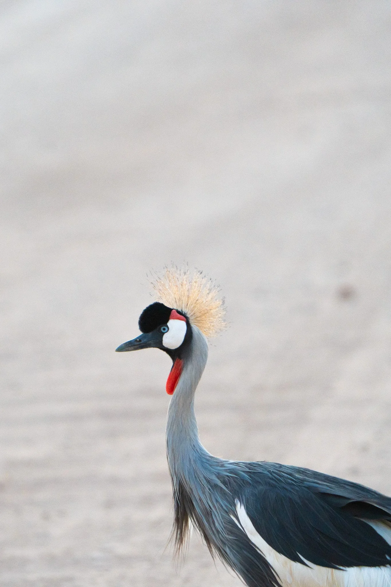 Gloria Montiel Des Moines Wedding Photographer