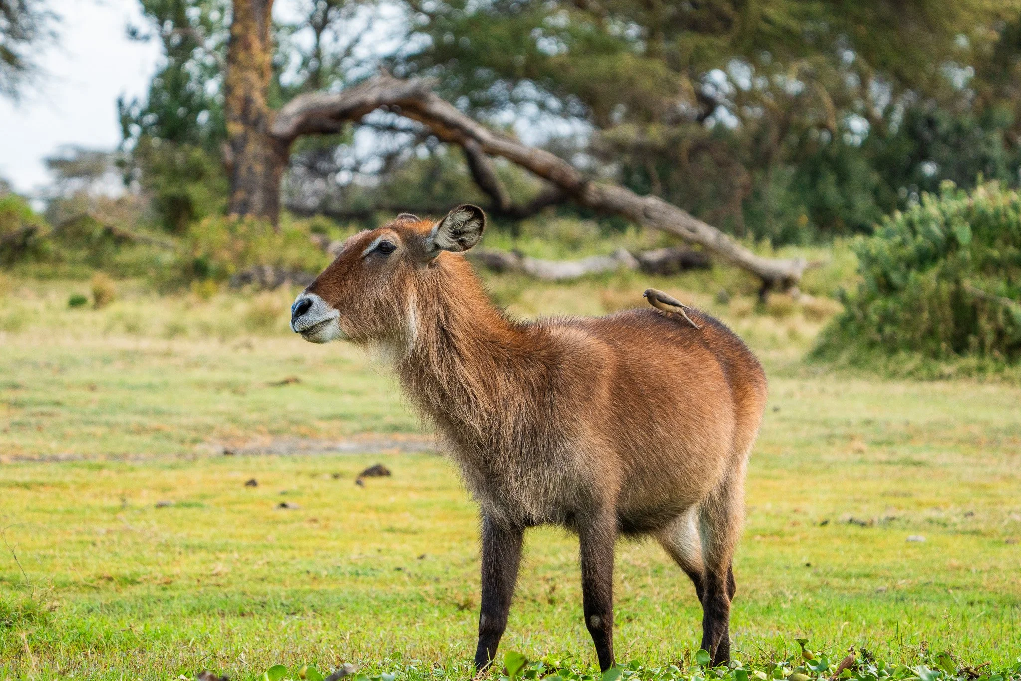 Gloria Montiel Des Moines Wedding Photographer