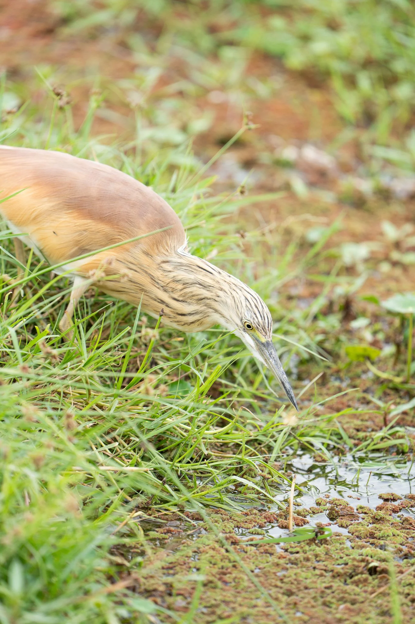 Des Moines Wedding Photographer