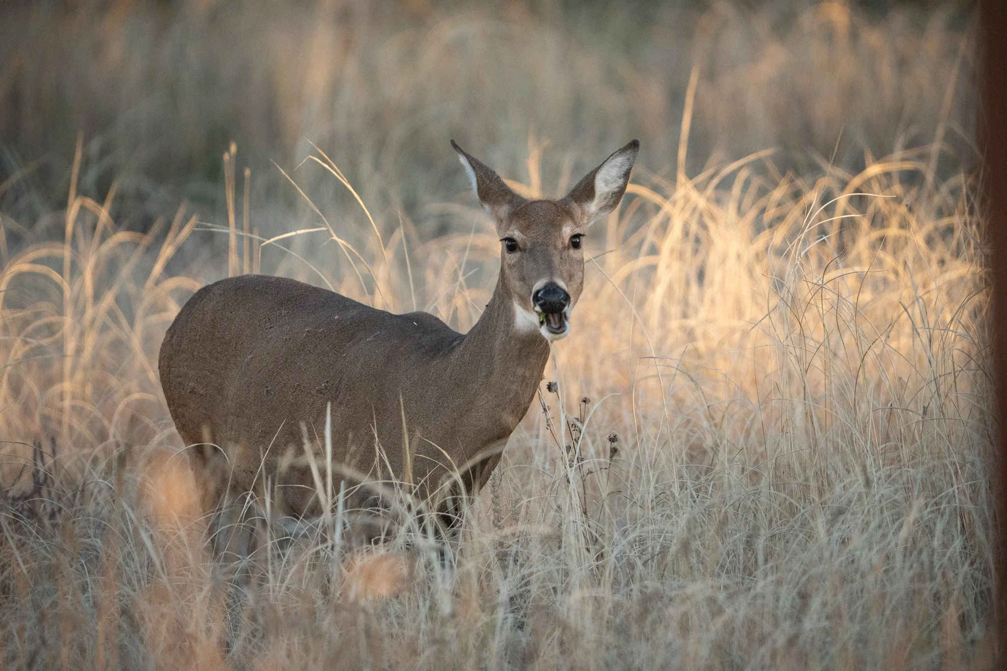 Des Moines Wedding Photographer