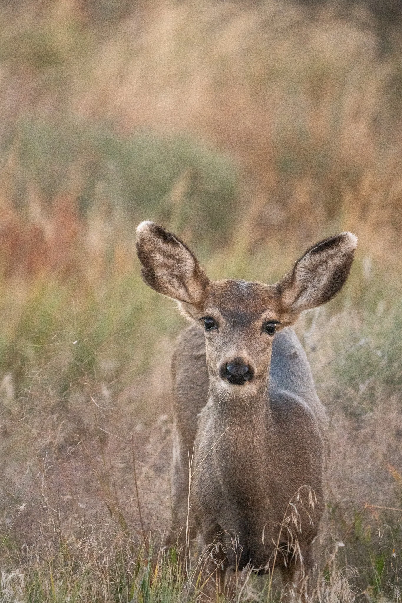 Des Moines Wedding Photographer