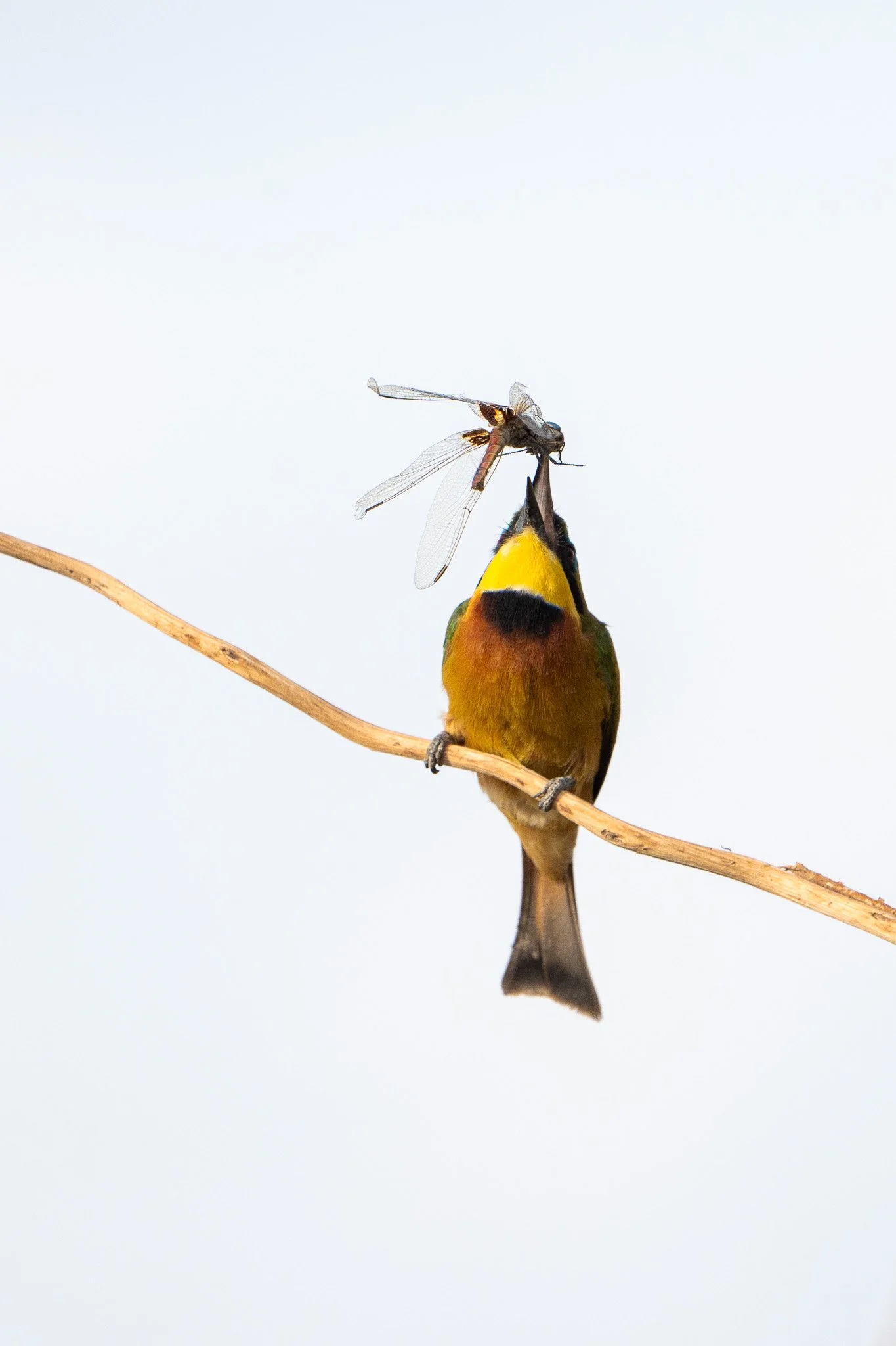 Gloria Montiel Des Moines Wedding Photographer
