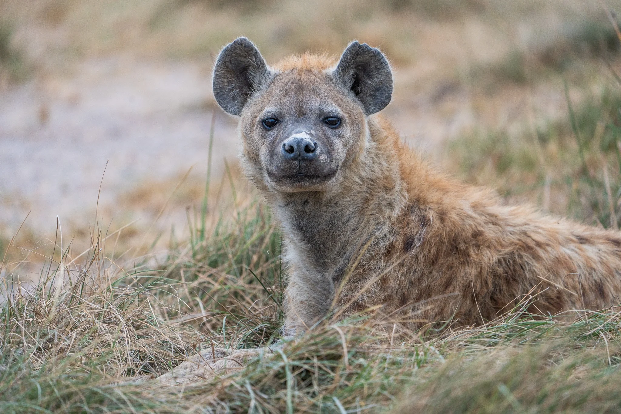 Des Moines Wedding Photographer