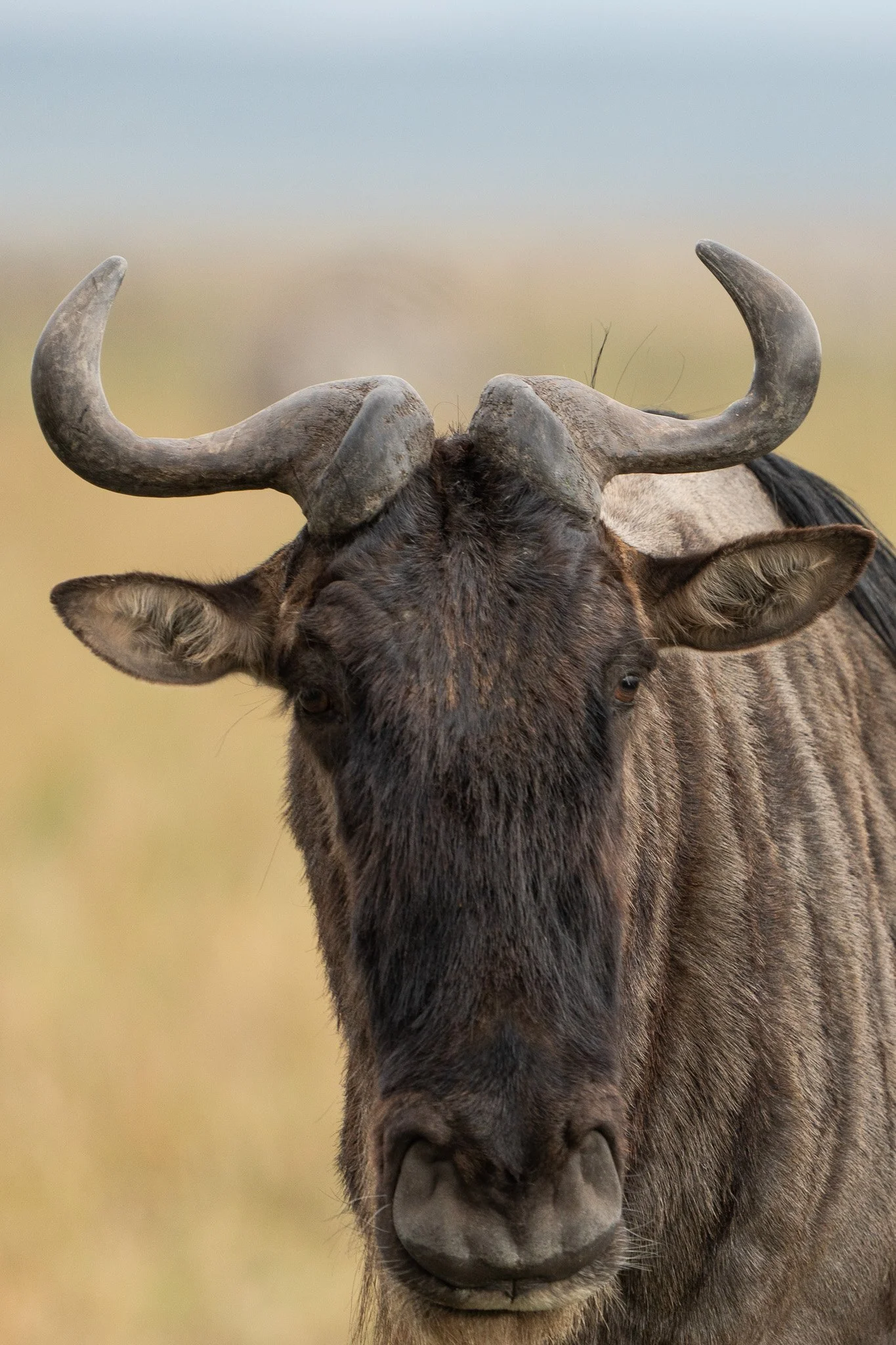 Gloria Montiel Des Moines Wedding Photographer