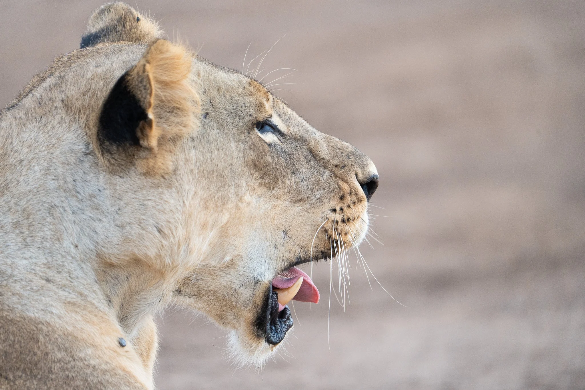 Gloria Montiel Des Moines Wedding Photographer