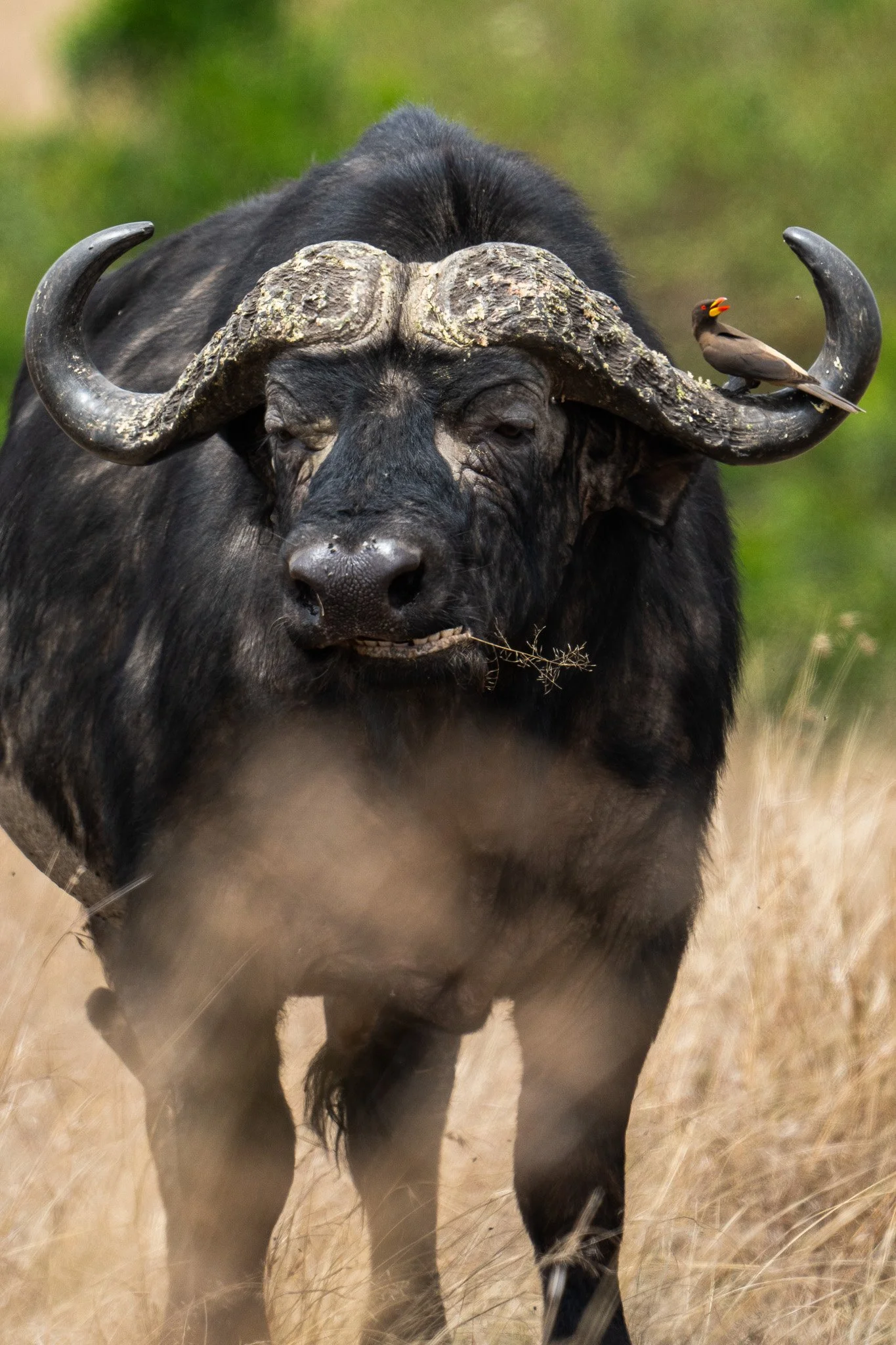 Gloria Montiel Des Moines Wedding Photographer