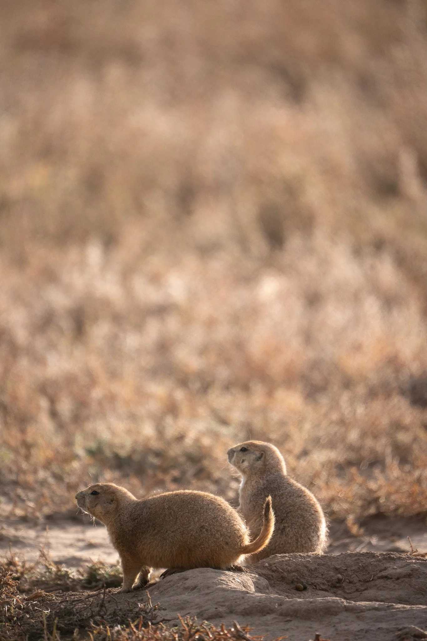 Des Moines Wedding Photographer