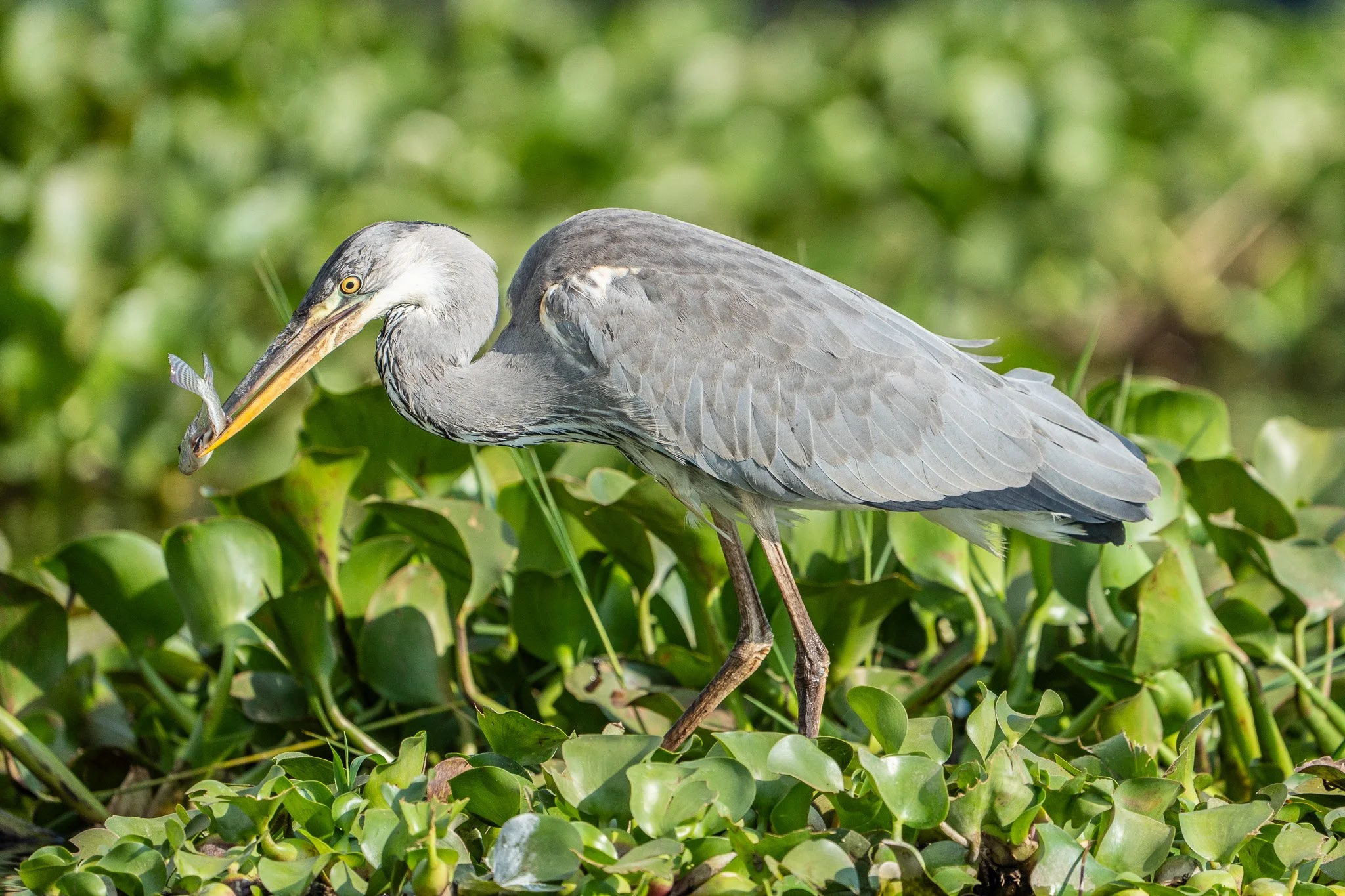 Gloria Montiel Des Moines Wedding Photographer