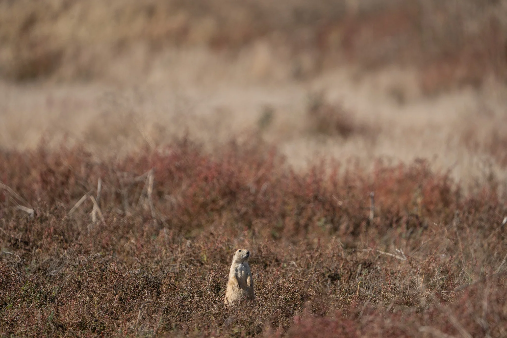 Des Moines Wedding Photographer