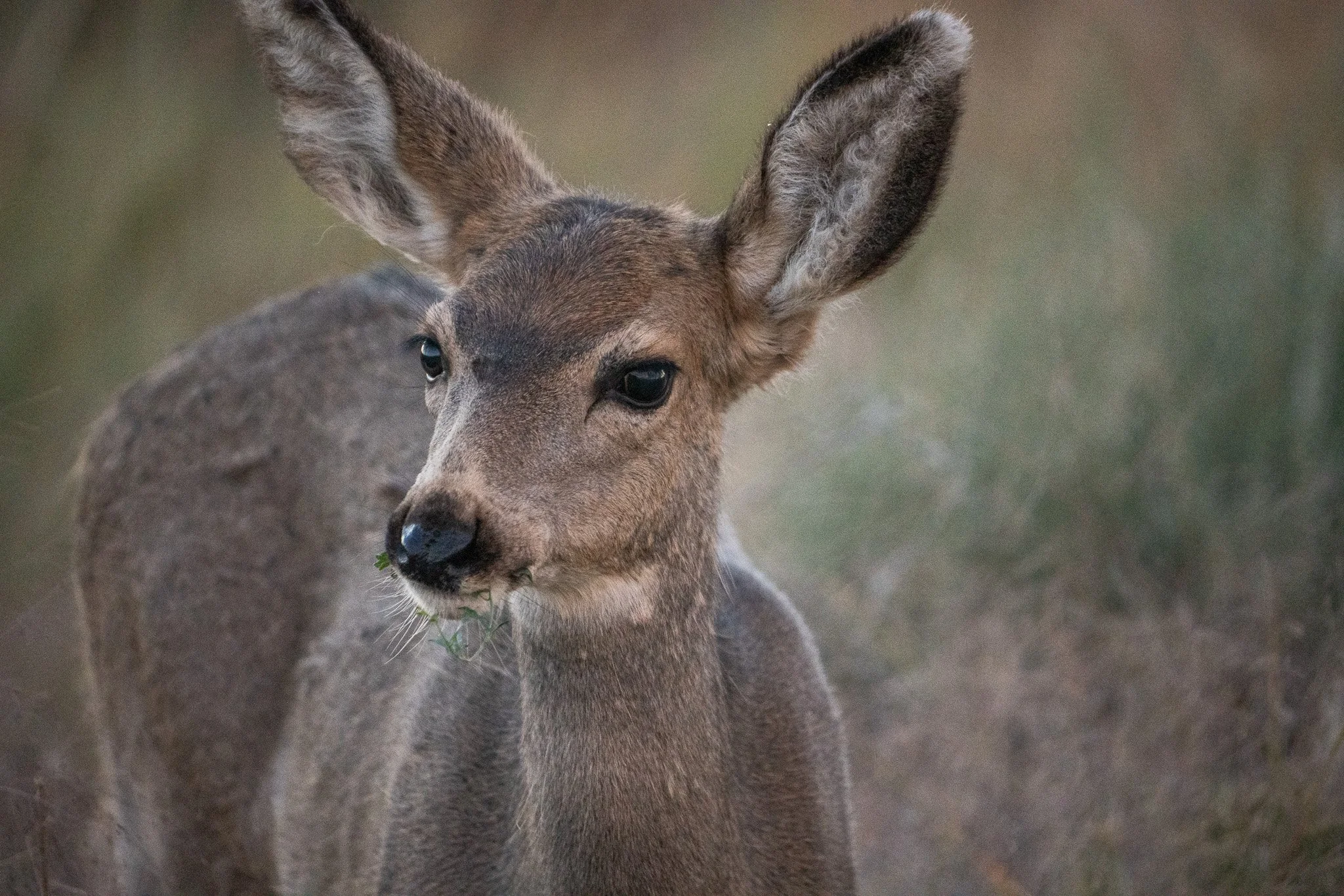 Des Moines Wedding Photographer
