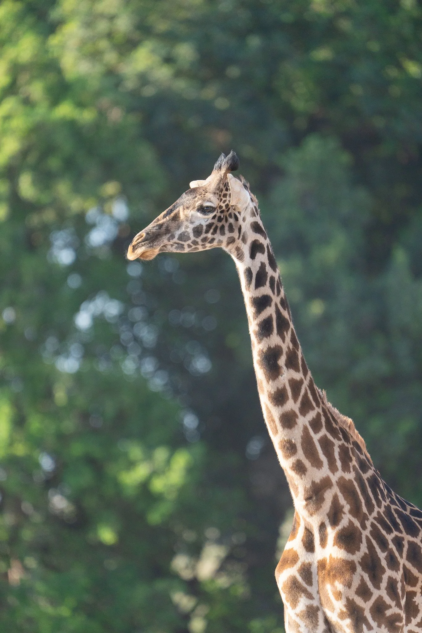 Gloria Montiel Des Moines Wedding Photographer