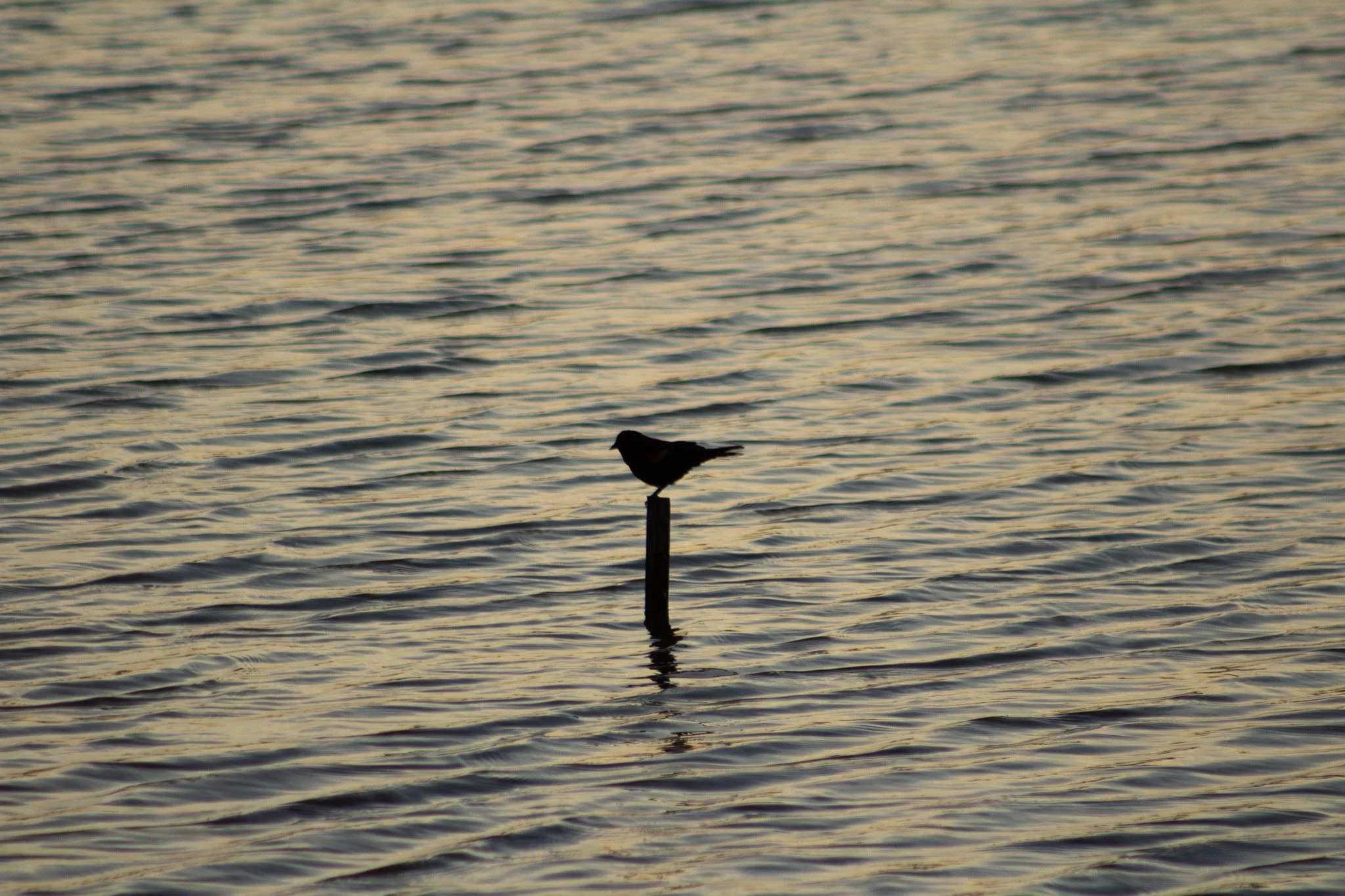 Des Moines Wedding Photographer