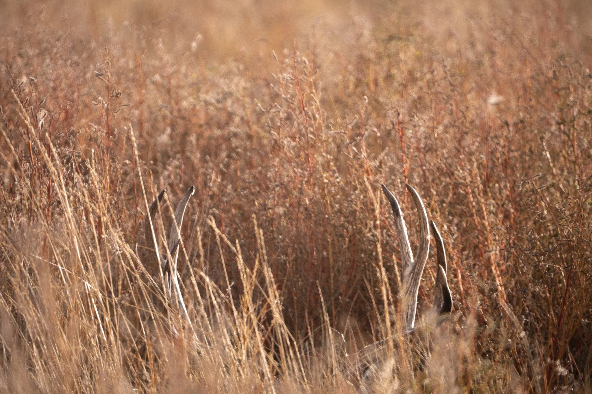 Des Moines Wedding Photographer
