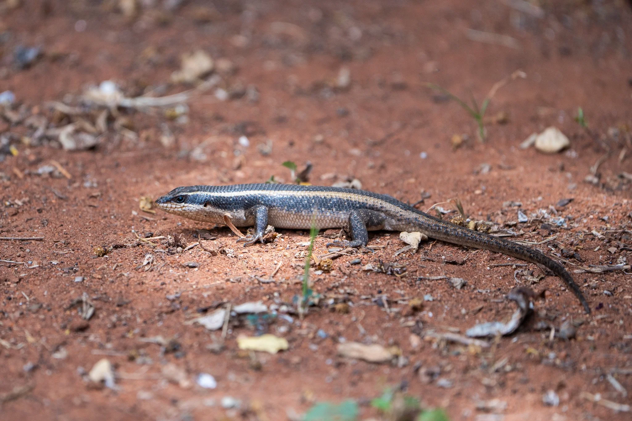 Gloria Montiel Des Moines Wedding Photographer