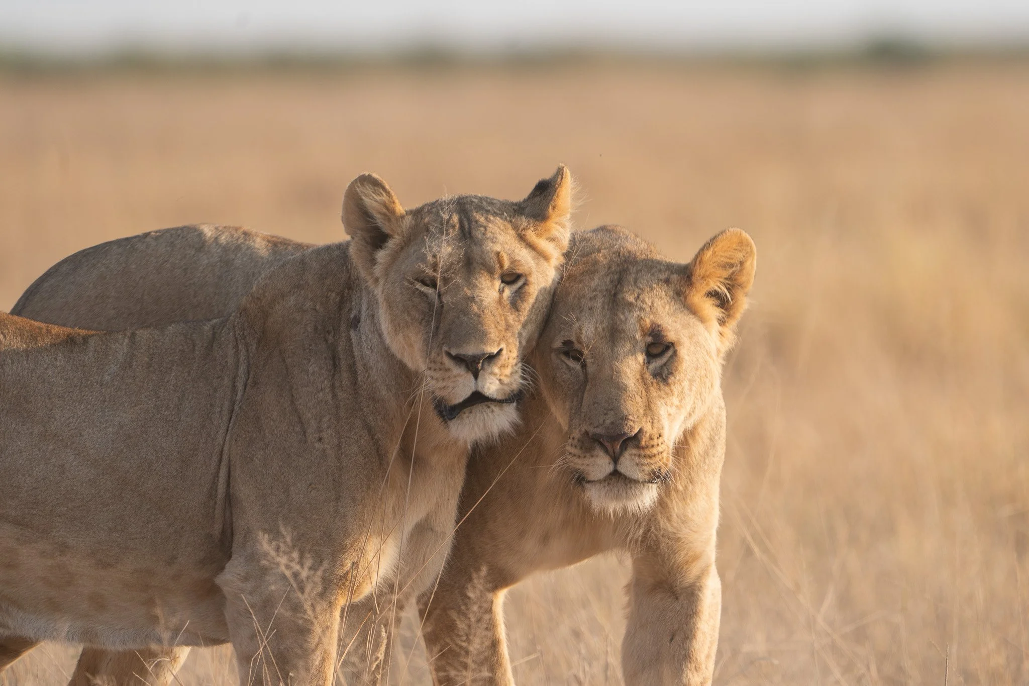 Des Moines Wedding Photographer
