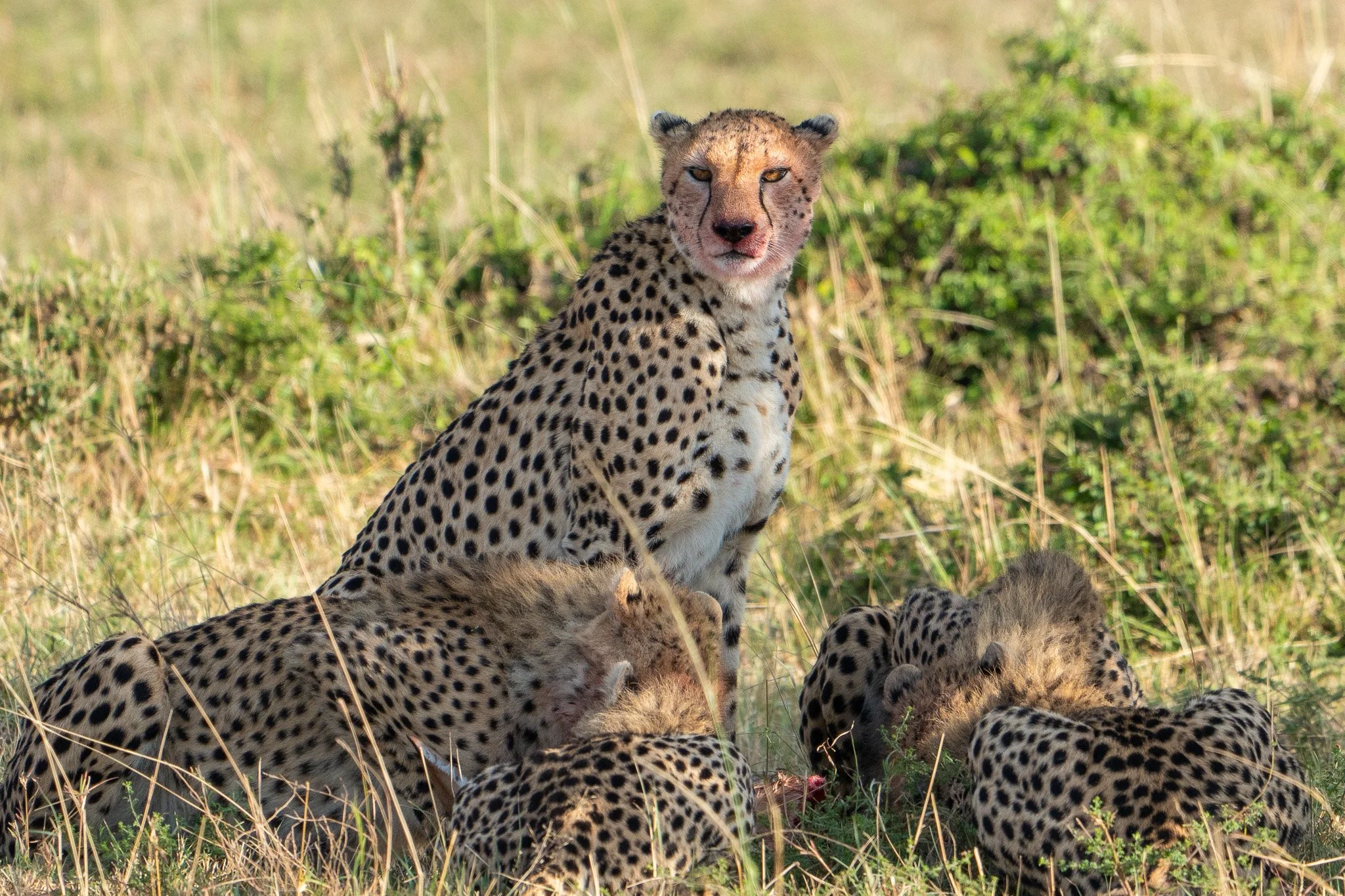 Gloria Montiel Des Moines Wedding Photographer