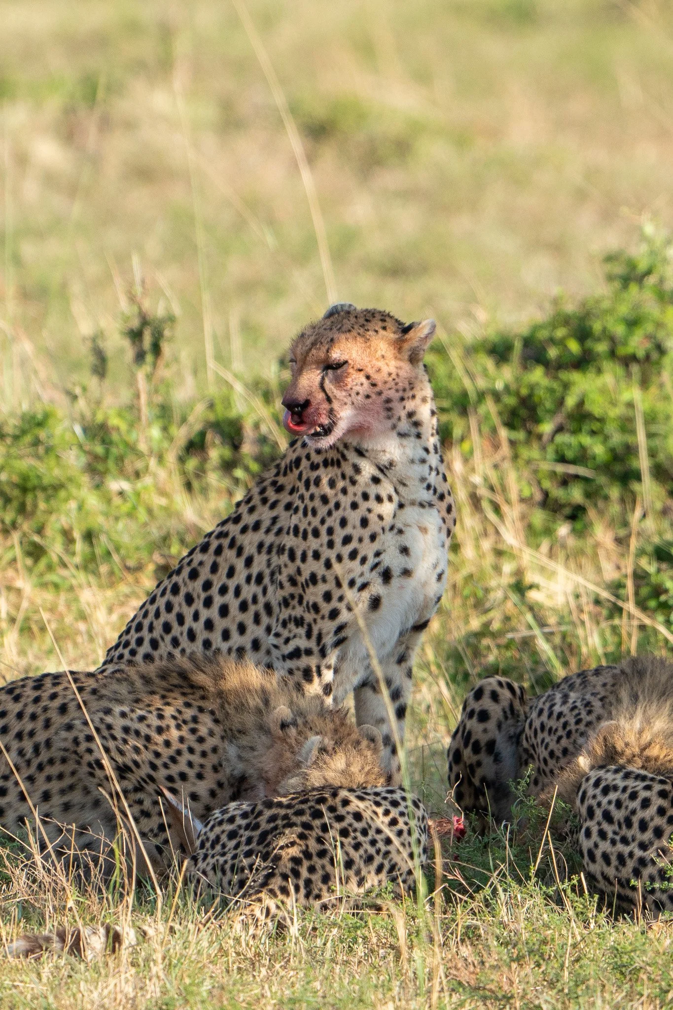 Gloria Montiel Des Moines Wedding Photographer
