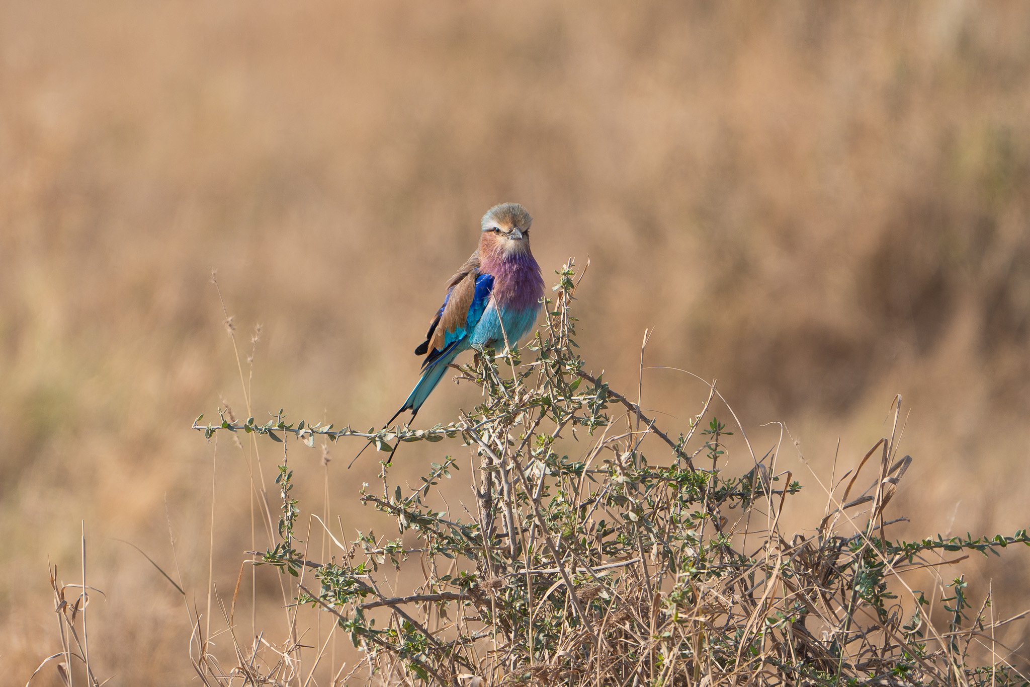 Gloria Montiel Des Moines Wedding Photographer