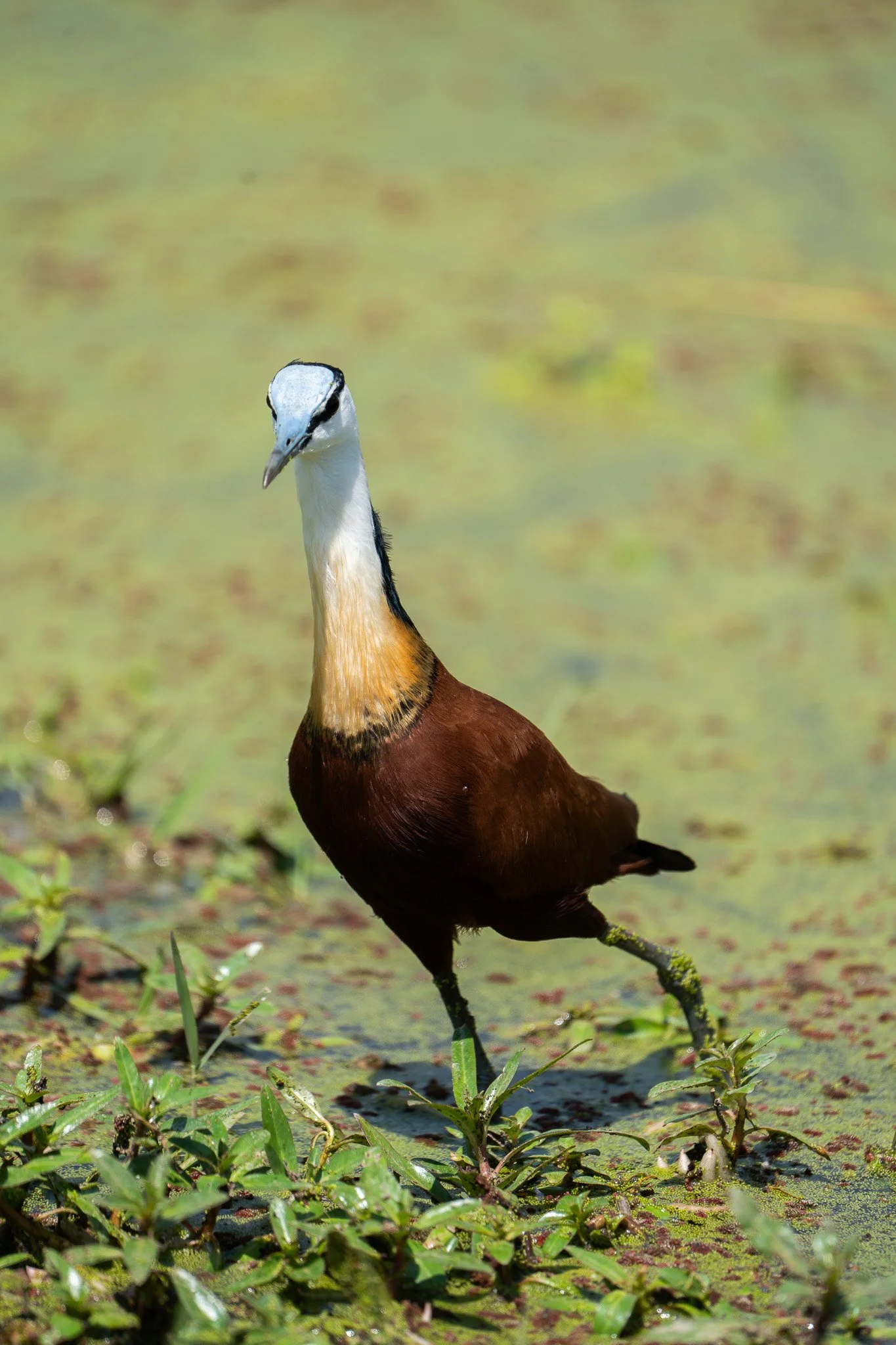 Gloria Montiel Des Moines Wedding Photographer