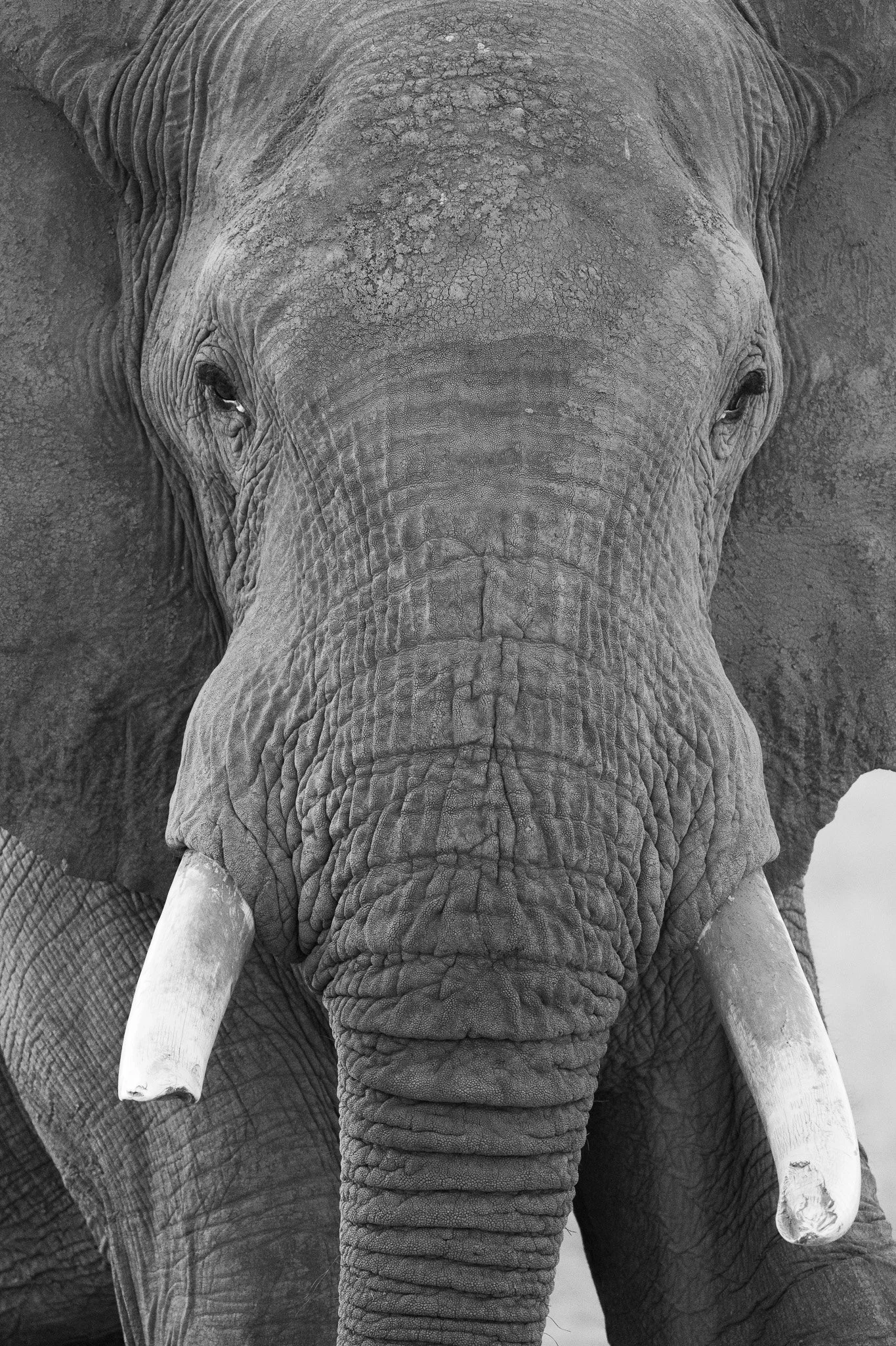 Gloria Montiel Des Moines Wedding Photographer