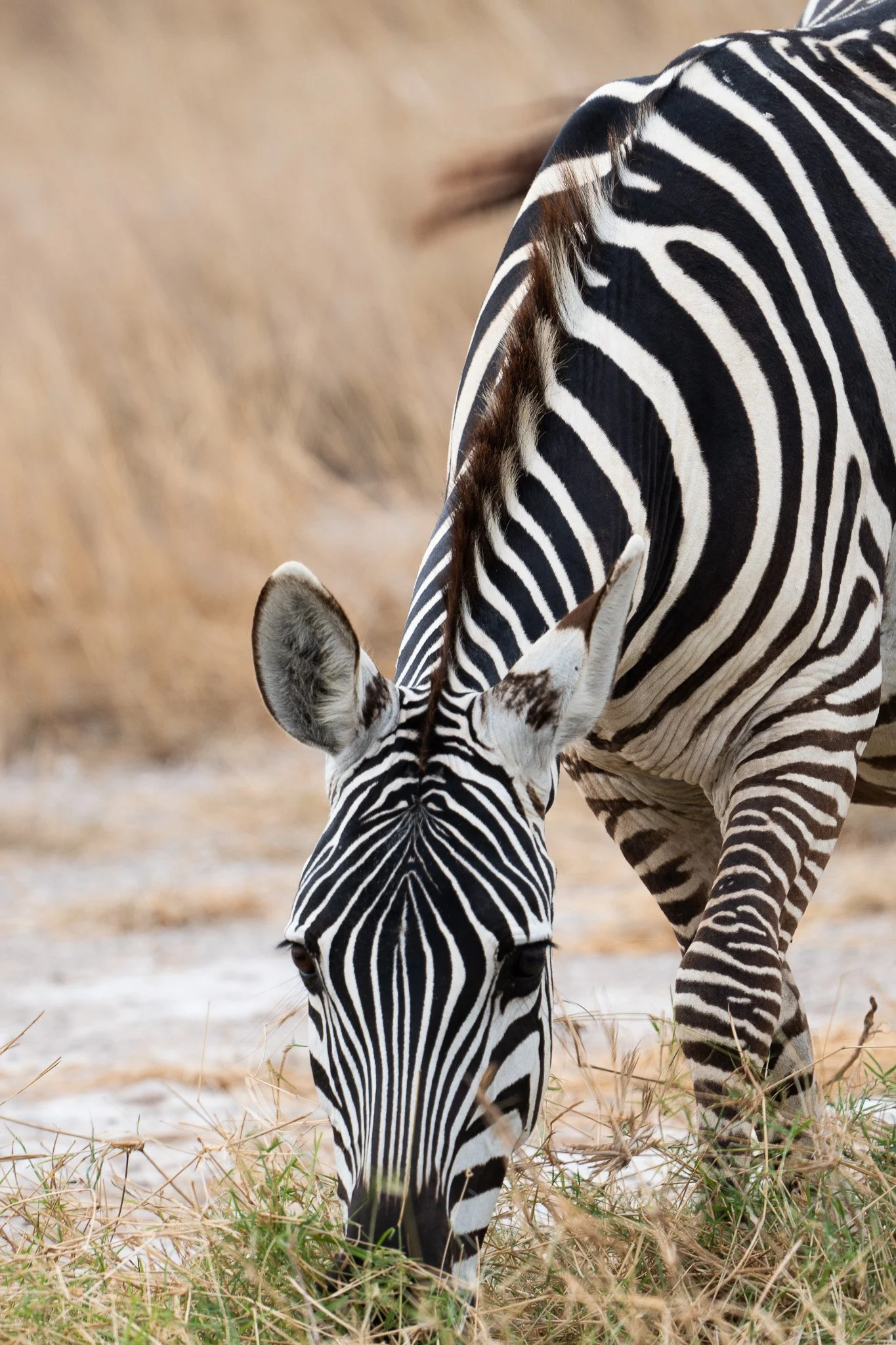 Des Moines Wedding Photographer