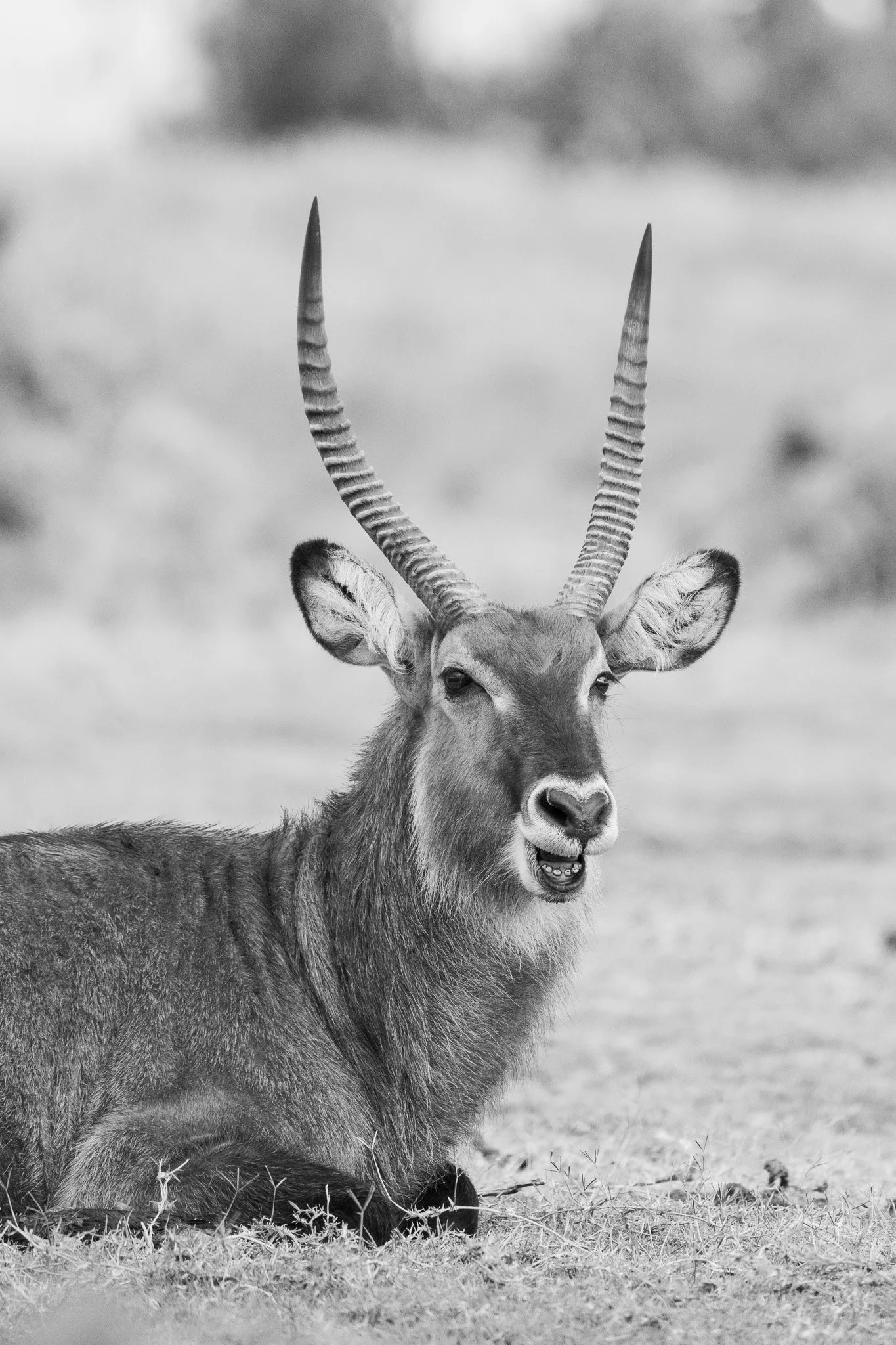 Gloria Montiel Des Moines Wedding Photographer