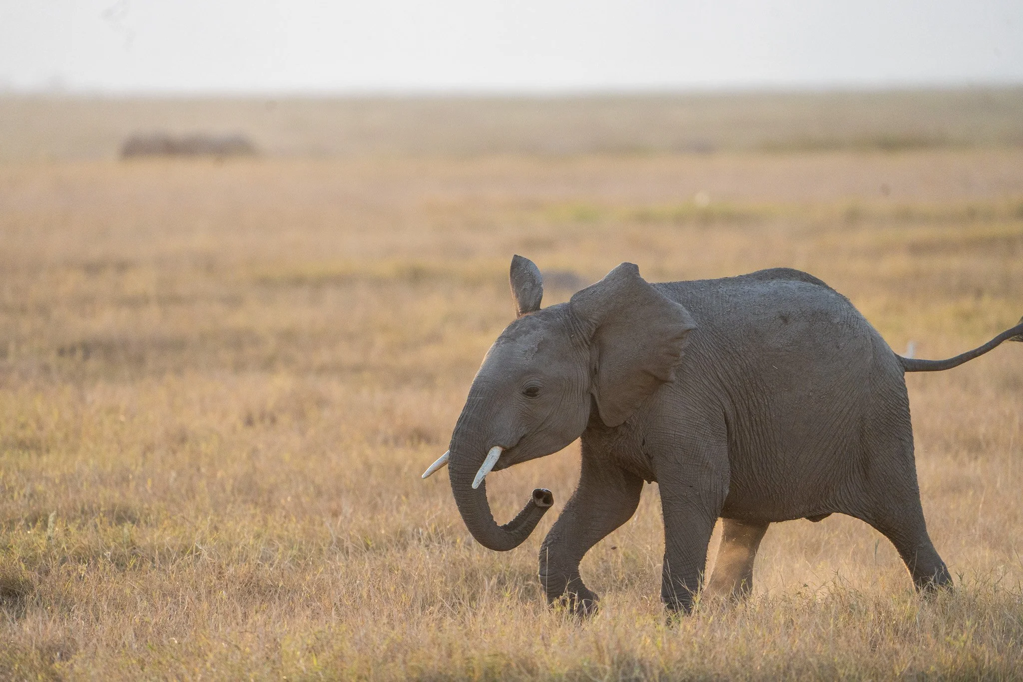 Gloria Montiel Des Moines Wedding Photographer