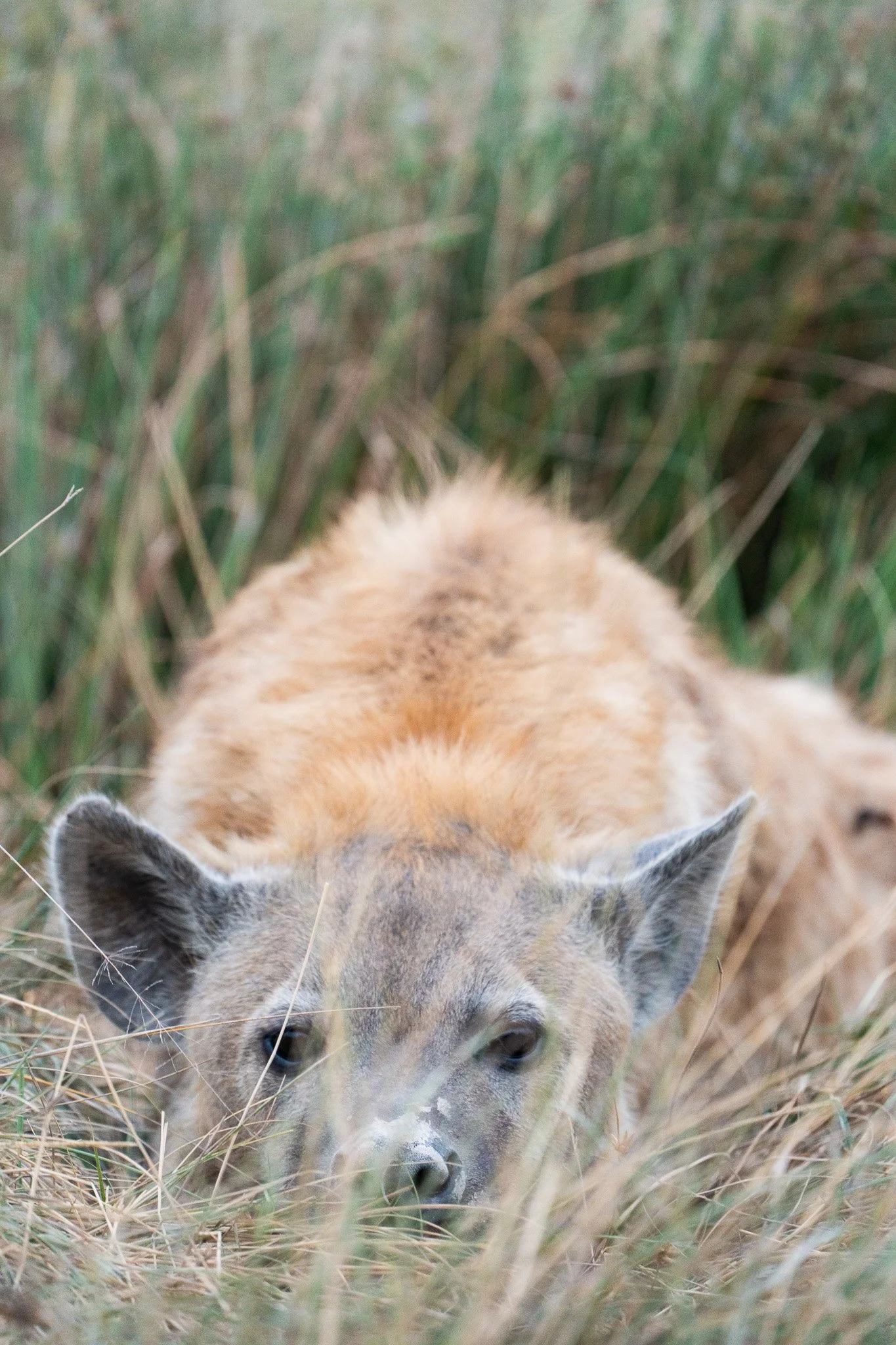 Gloria Montiel Des Moines Wedding Photographer