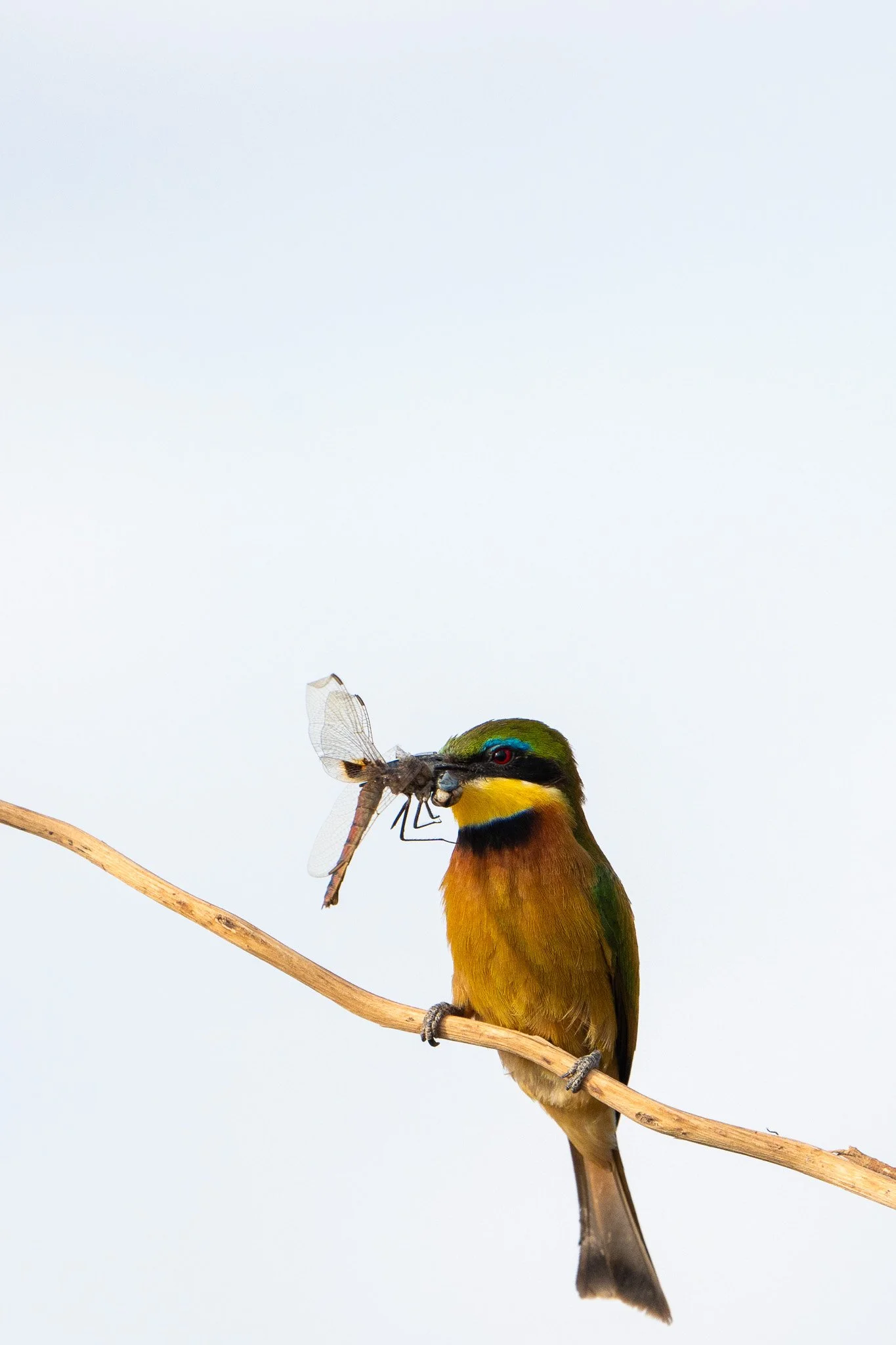 Gloria Montiel Des Moines Wedding Photographer