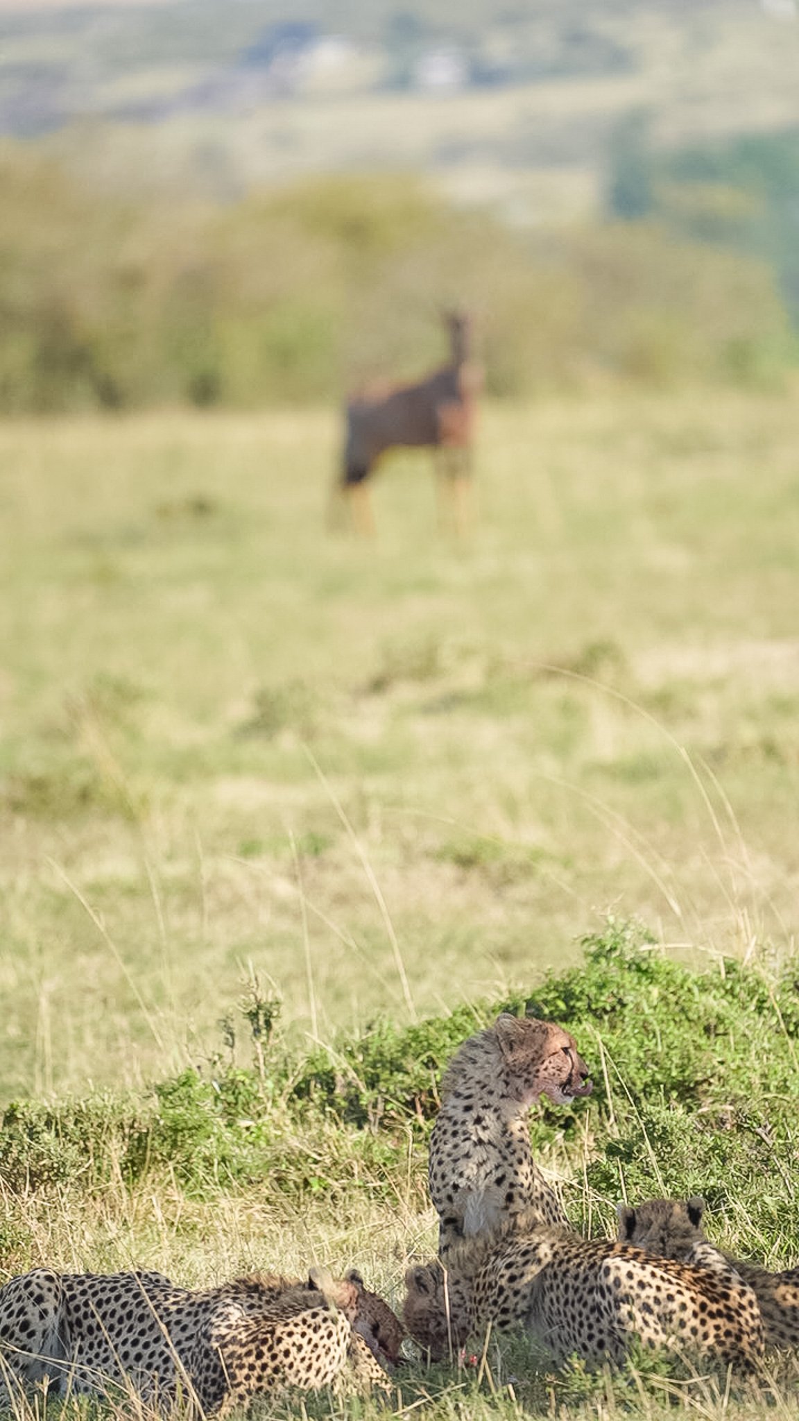 Des Moines Wedding Photographer