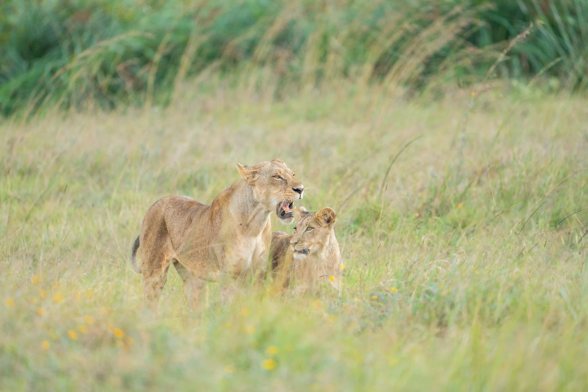 Gloria Montiel Des Moines Wedding Photographer