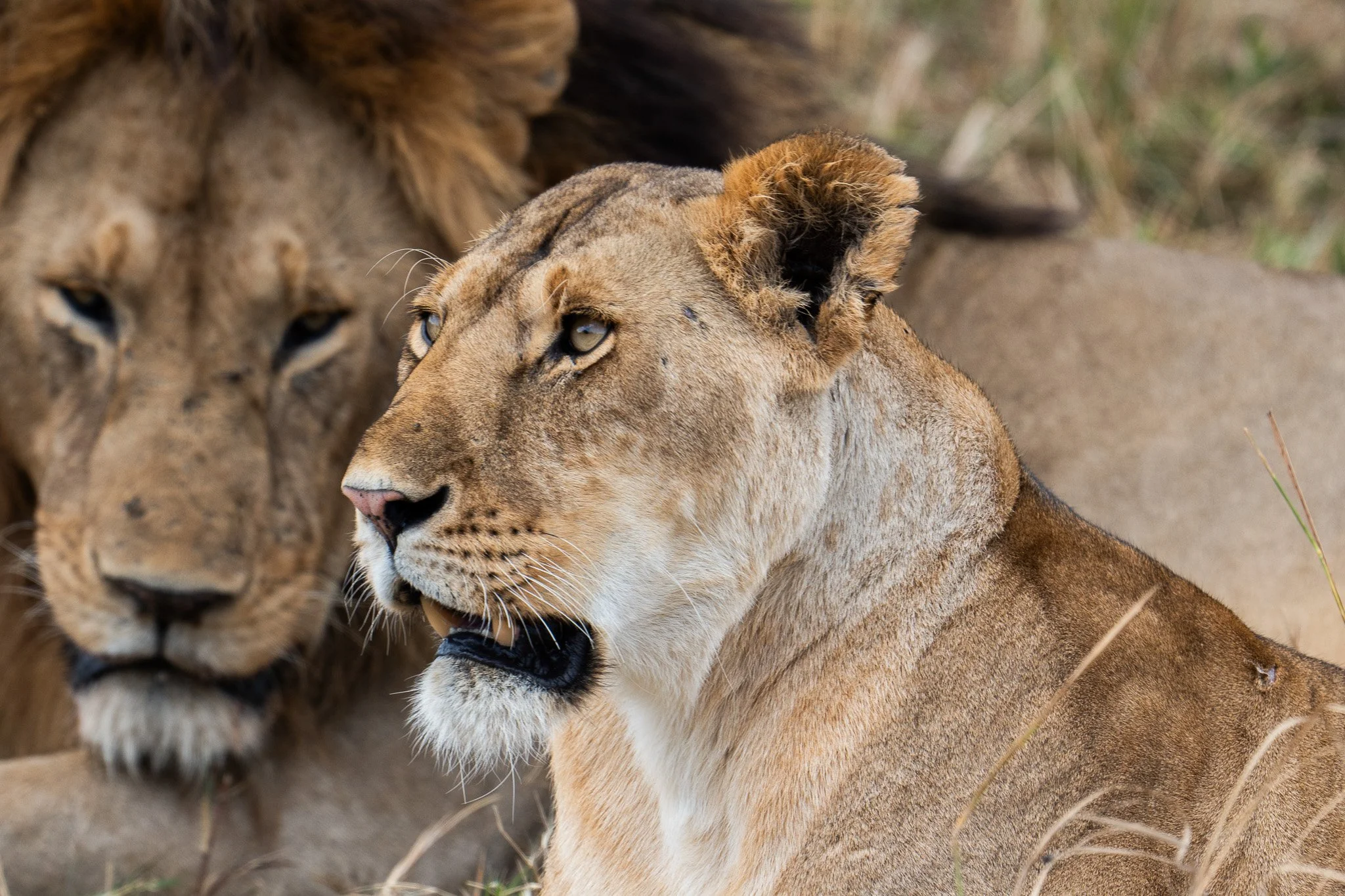 Gloria Montiel Des Moines Wedding Photographer
